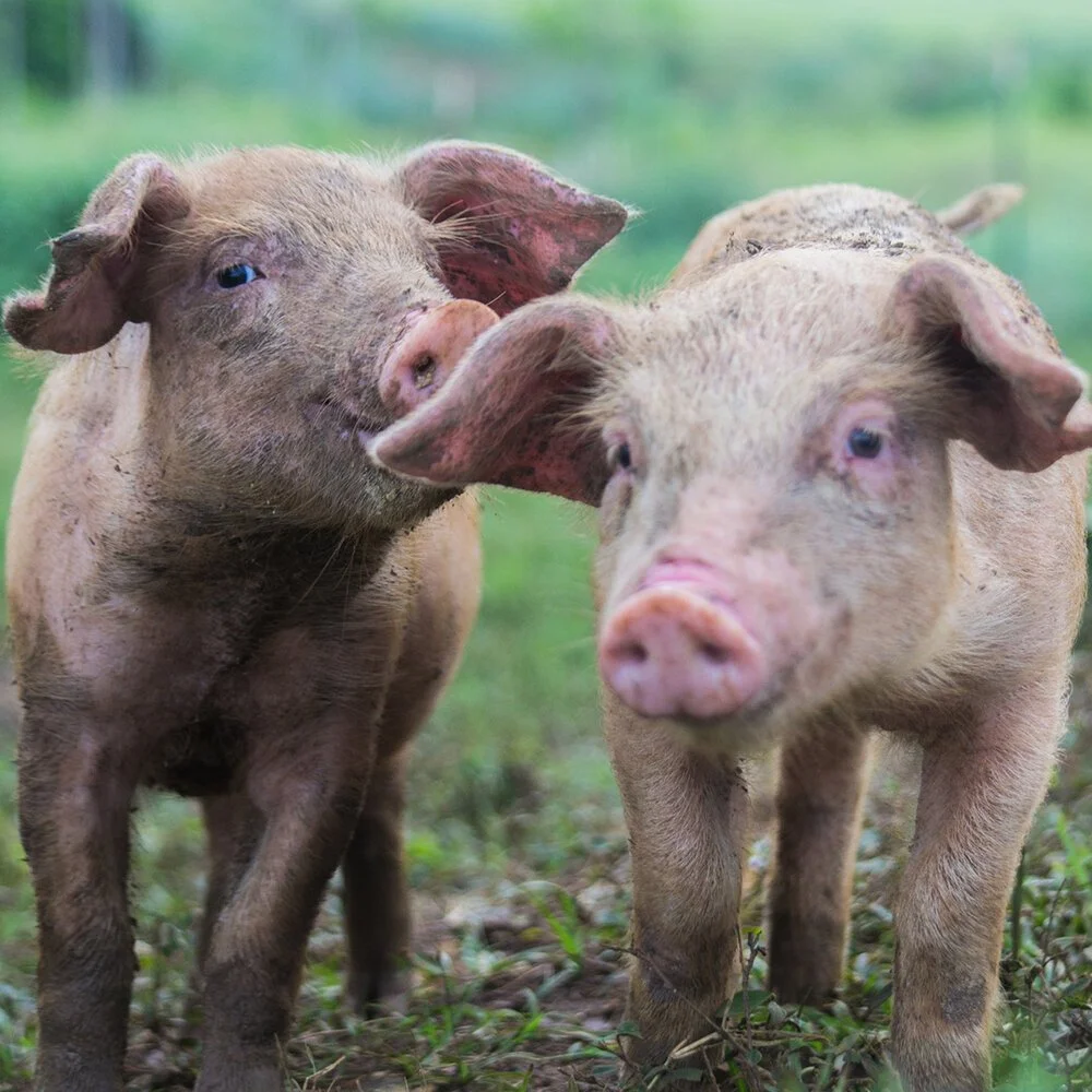 Peg Farm And Biodynamic Reserve