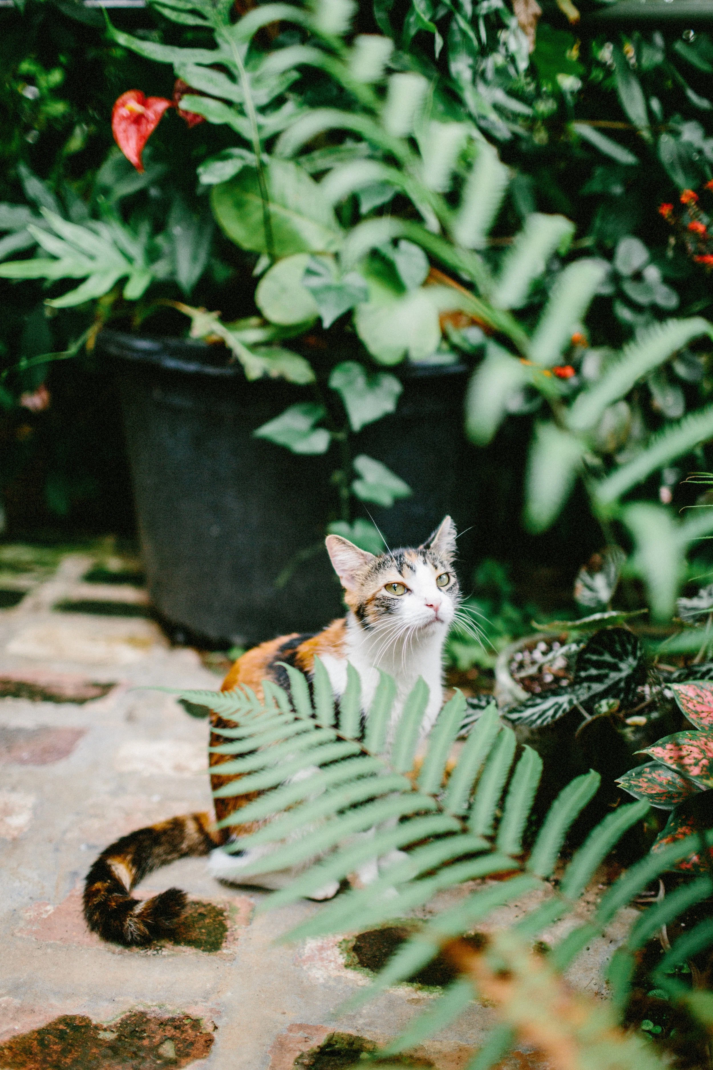 A morning at Hunte’s Gardens