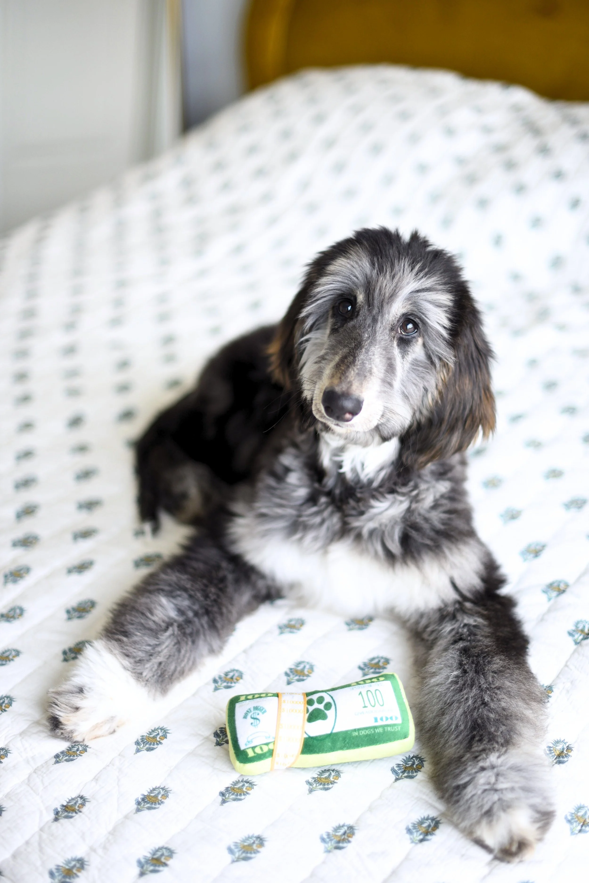 Margot the Afghan Hound, Ashley Acker Public Relations Content Partner @fortheloveofmargot