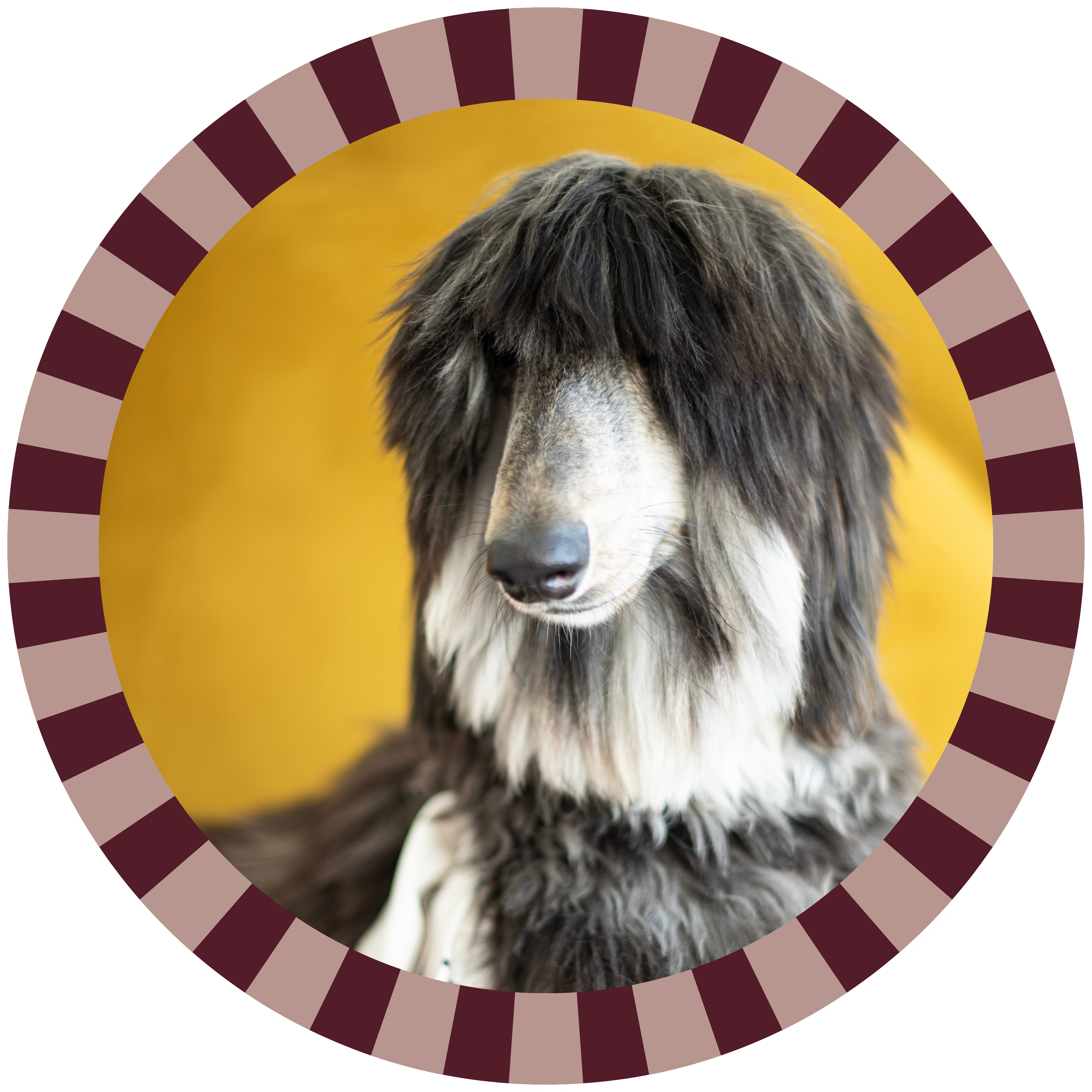 Margot the Afghan Hound, Ashley Acker Public Relations Content Partner @fortheloveofmargot