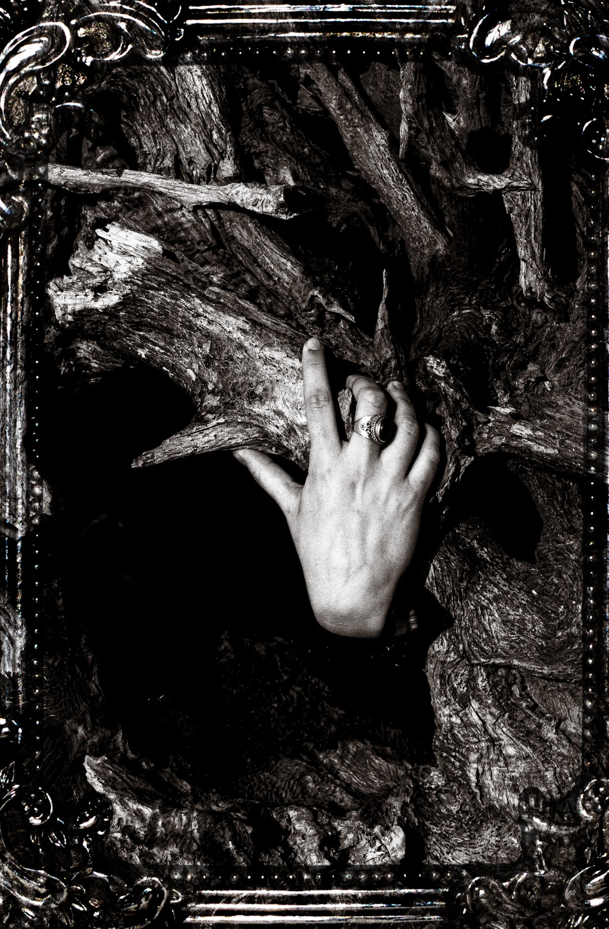 limbs-1.jpg