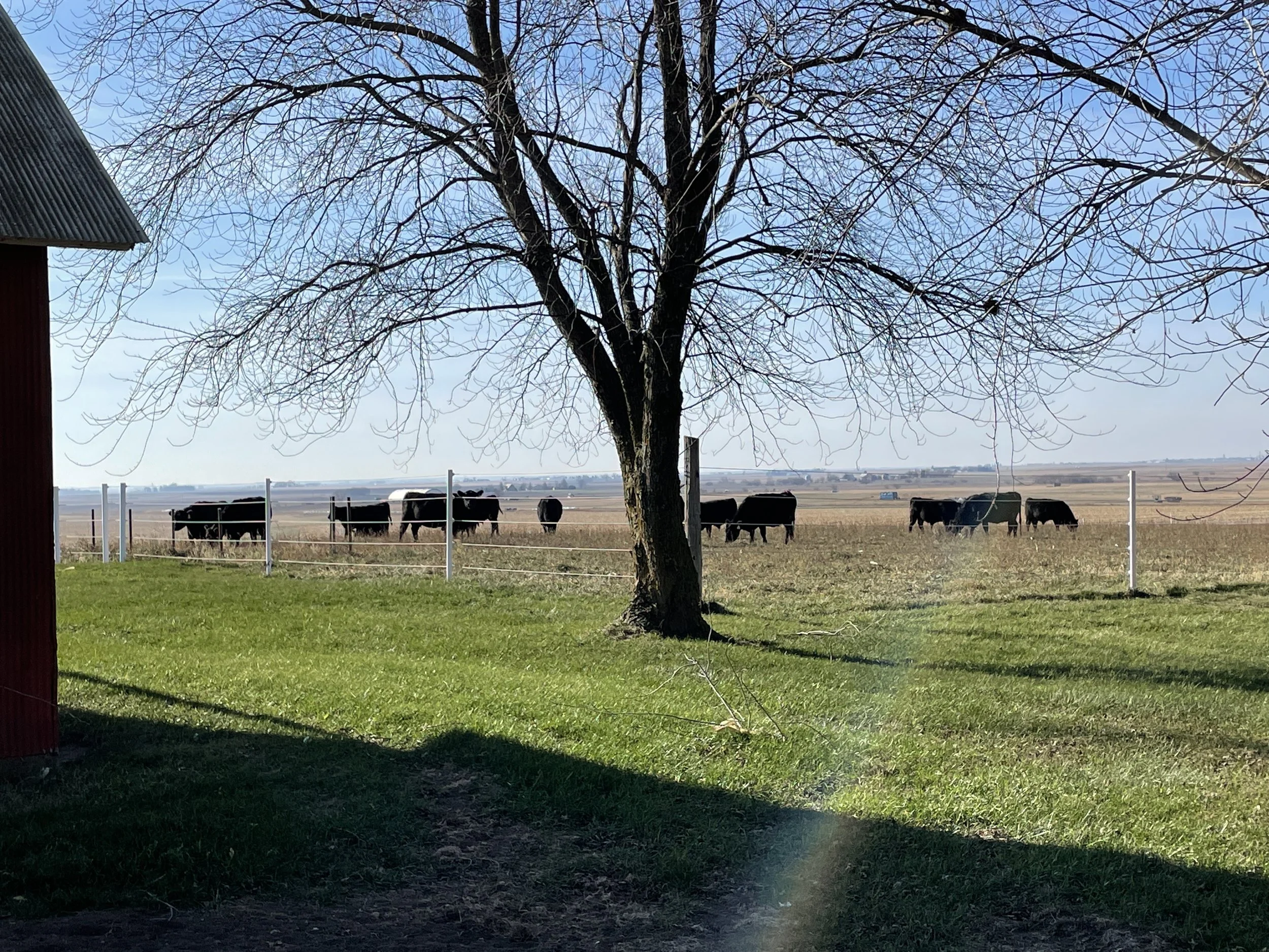 Behrends Family Farm High Quality Beef Cabery, IL