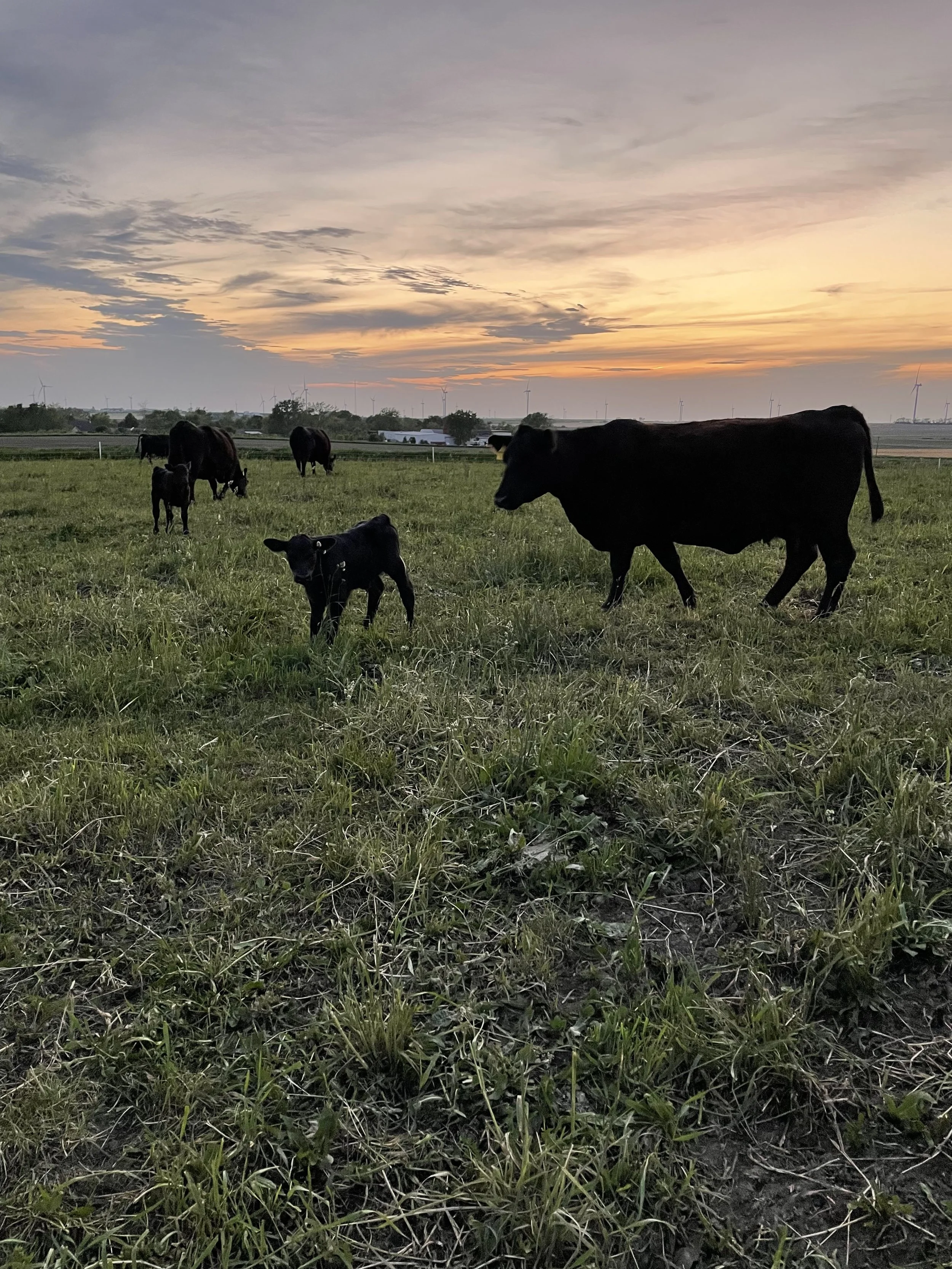 Behrends Family Farm High Quality Beef Cabery, IL