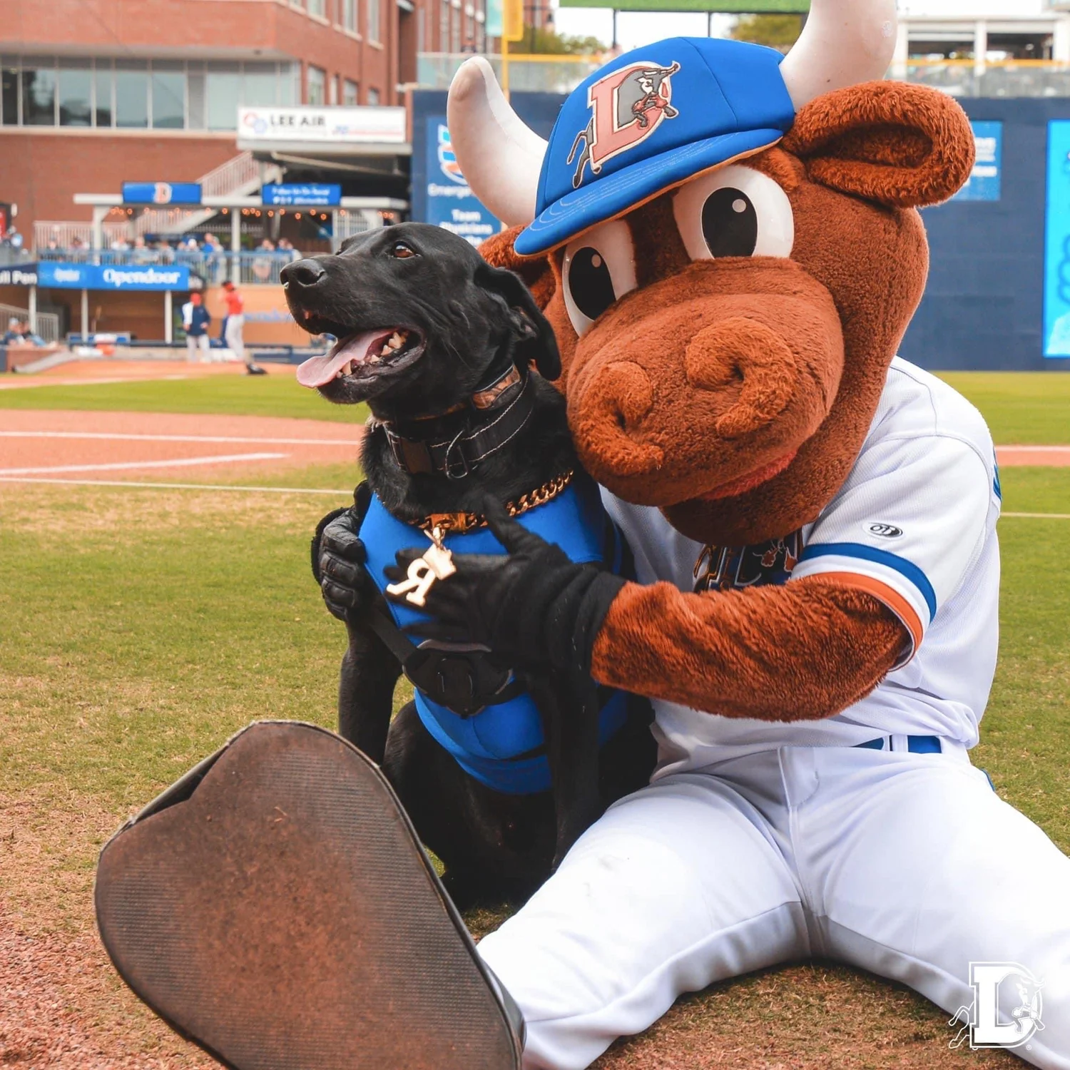 Ripken the Bat Dog