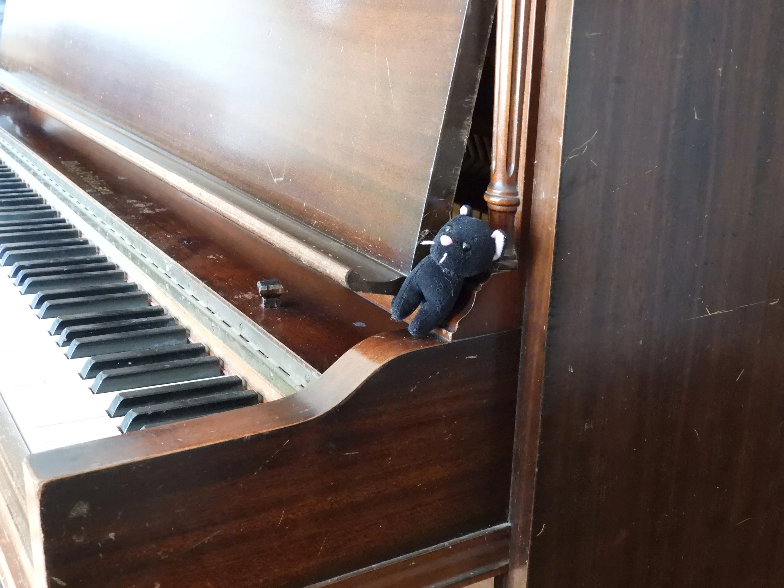 We don't have any cats in the studio other than our little stuffed animal cat named Kenai who helps hold up the sheet music for all the students.