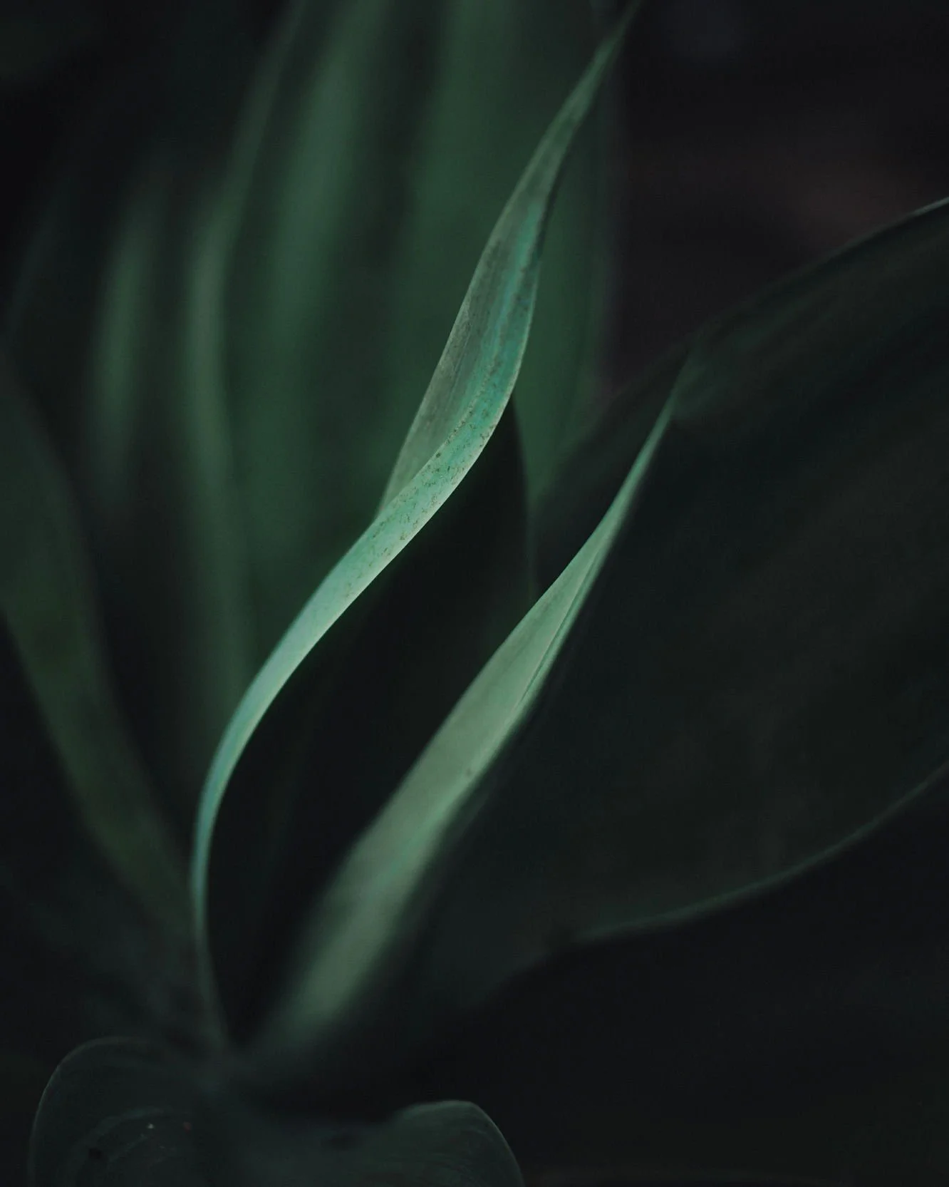 Ready to pint! What do you think... Small to draw you in or LARGE and in your face?? 

Who needs something green on their walls?

#anotheragave #yummytextures #nature #plantscapes #freelensing #naturalphotograhy #artisgoodforthesoul #arts #newzealand