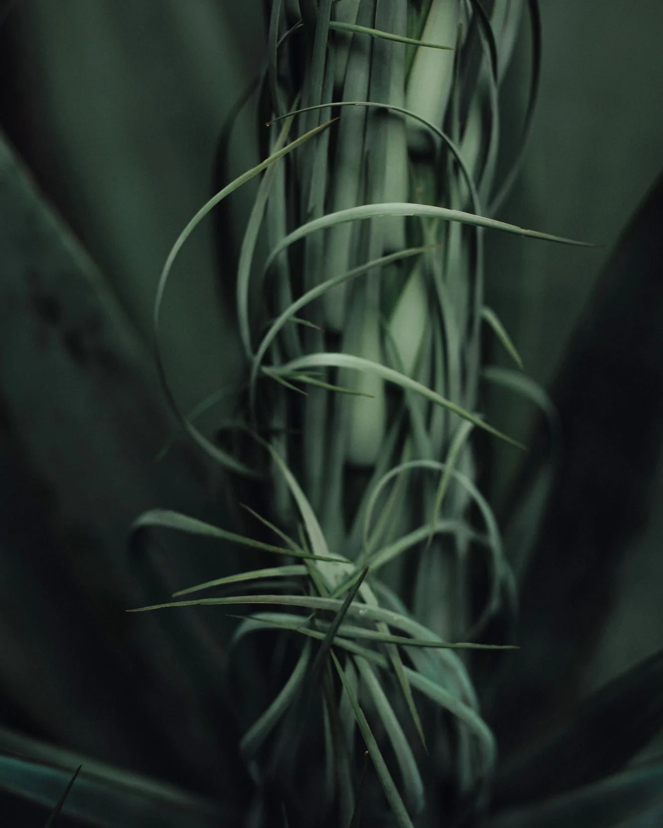 Not another agave! well YES, an intimate look as this foxtail is beginning to flower. I've used that favourite technique called free-lensing here, so I can get up close and appreciate the texture, form and personality :) 
Also underexposed (again) fo
