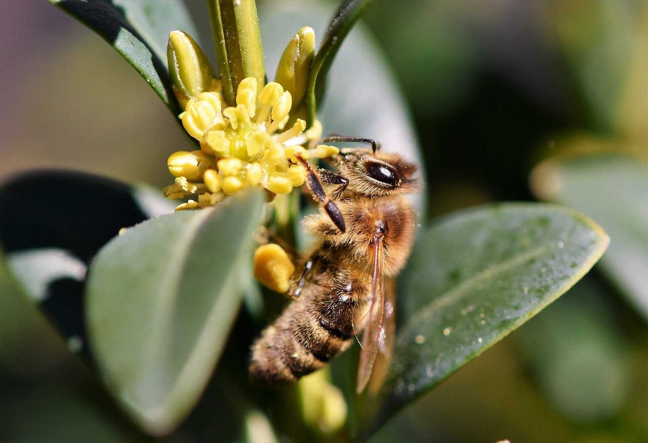 Kirk Webster : Commercial Beekeeping Without Treatments Of Any Kind – Putting The Pieces Together Part 1