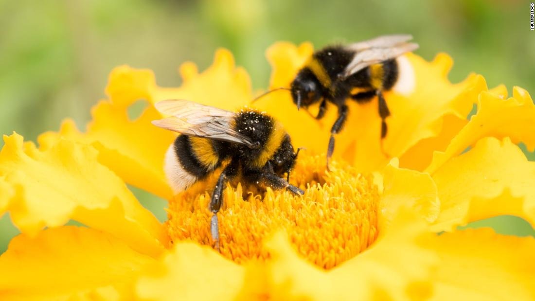 Kirk Webster Commercial Beekeeping Without Treatments Of Any Kind – Putting The Pieces Together Part 2