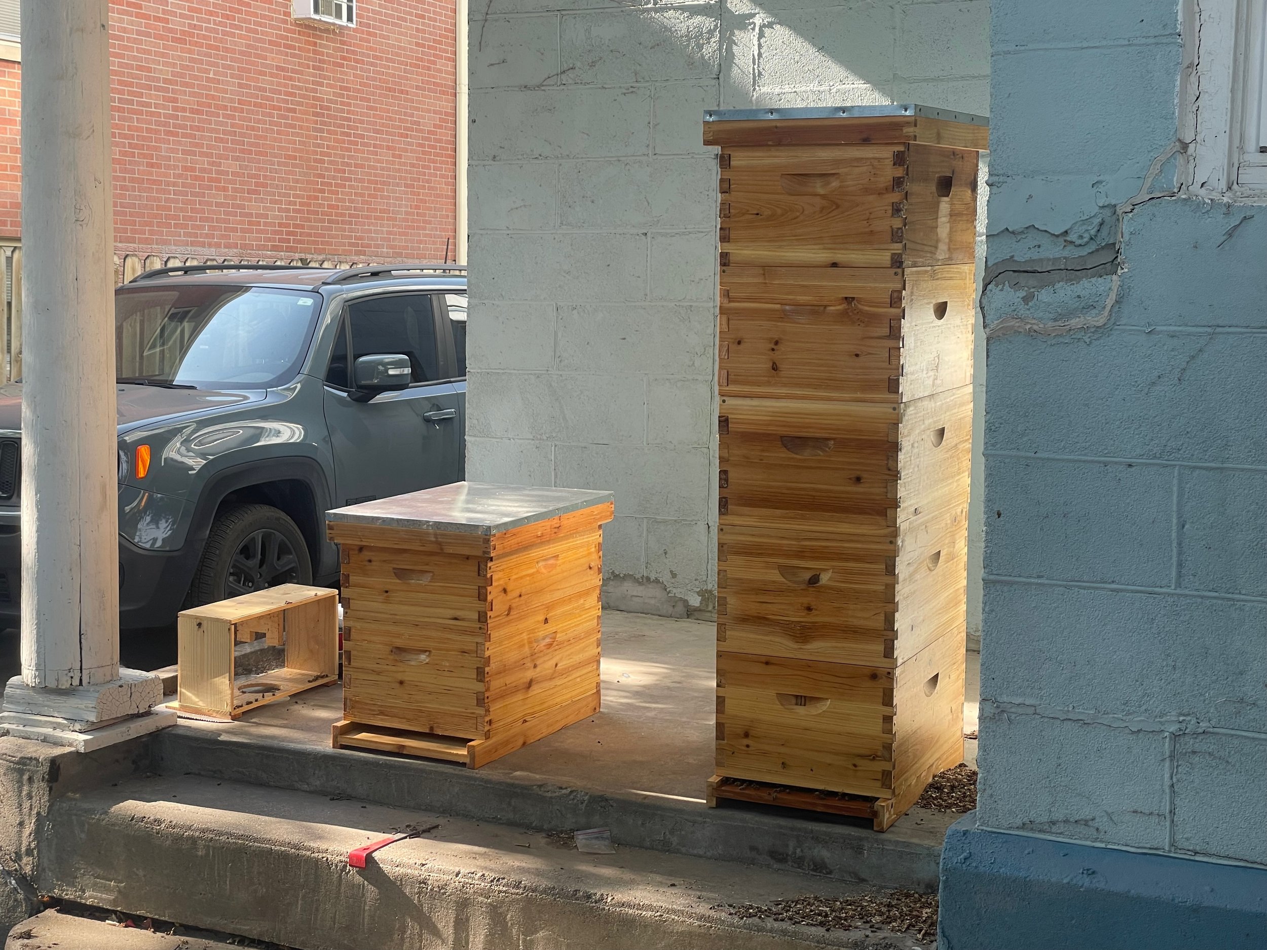 Learning about bee keeping