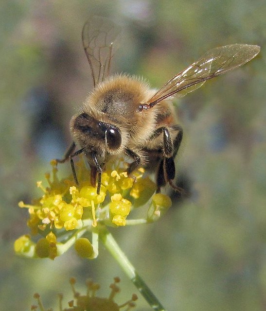 Kirk Webster Healthy Beekeeping: Now and in the future