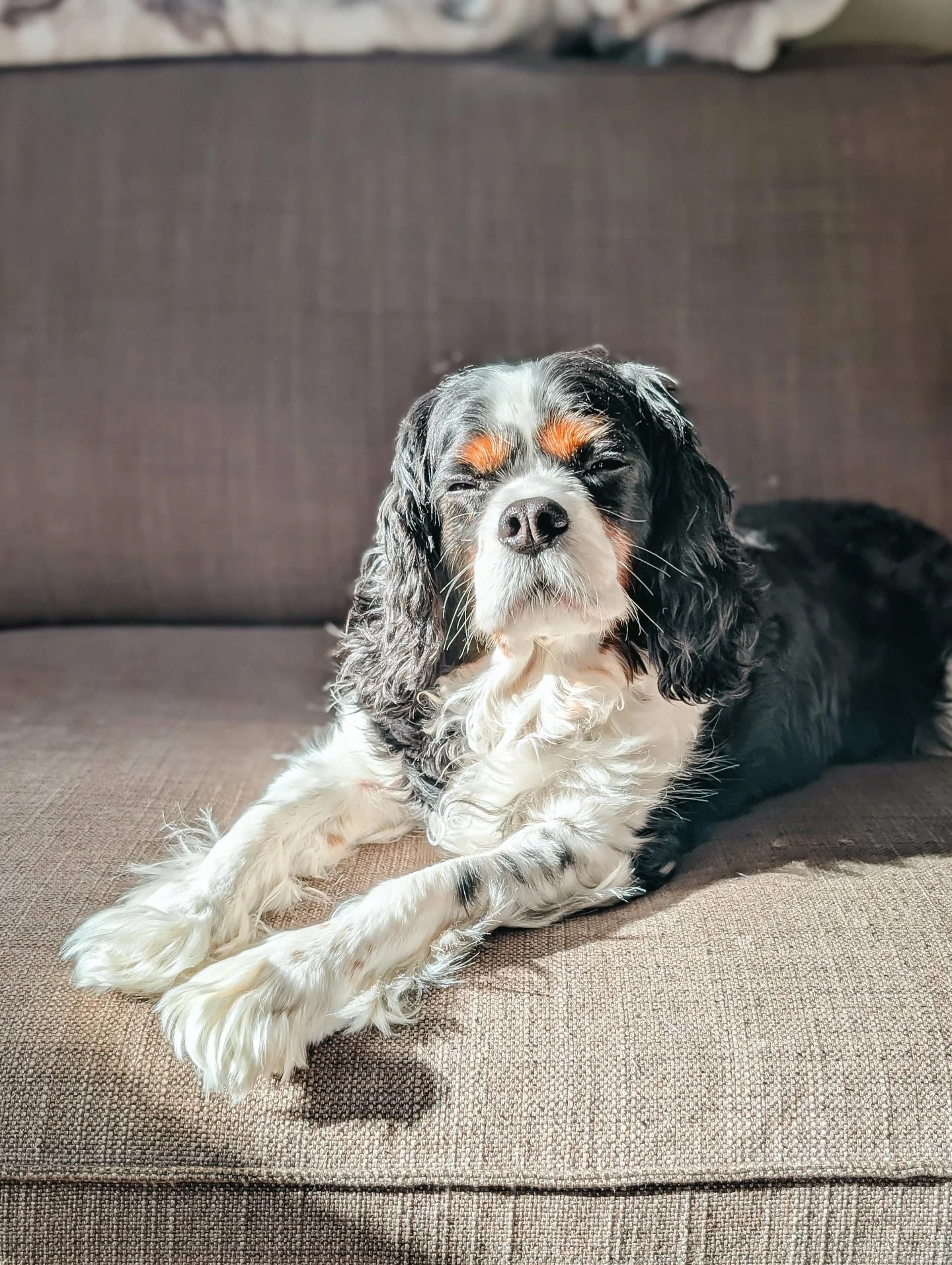 Manifesting more of whatever this energy is in 2026 🐶

#cavalierkingcharlesspaniel #cavsofinstagram