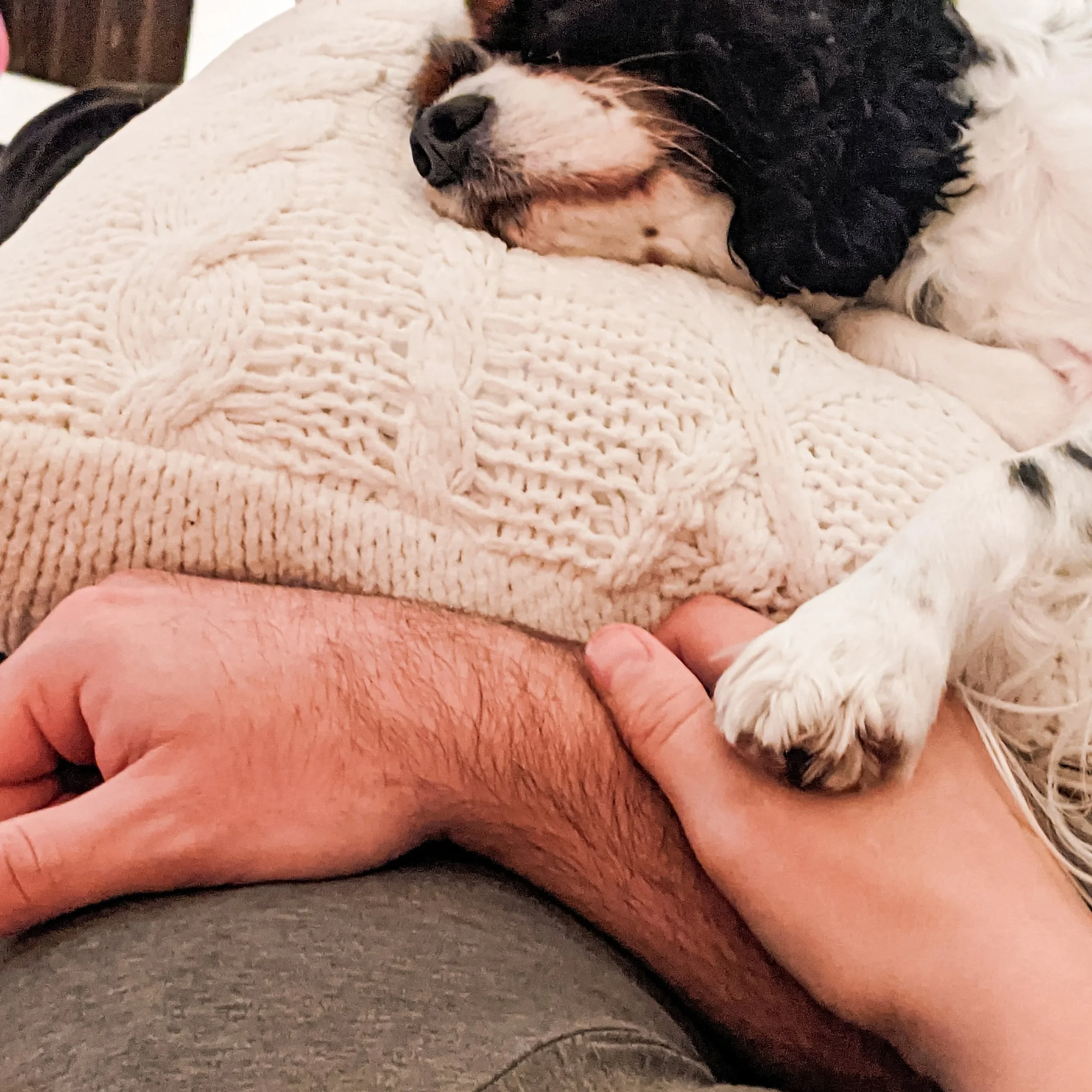He's the kind of dog you love so much, it makes you sorry.
Still, you don't regret a single day.

💔

I thought we would have more time. 

10 years was not enough.
10 million years would never be enough.

I'll see you on the other side, sweet boy 

✨