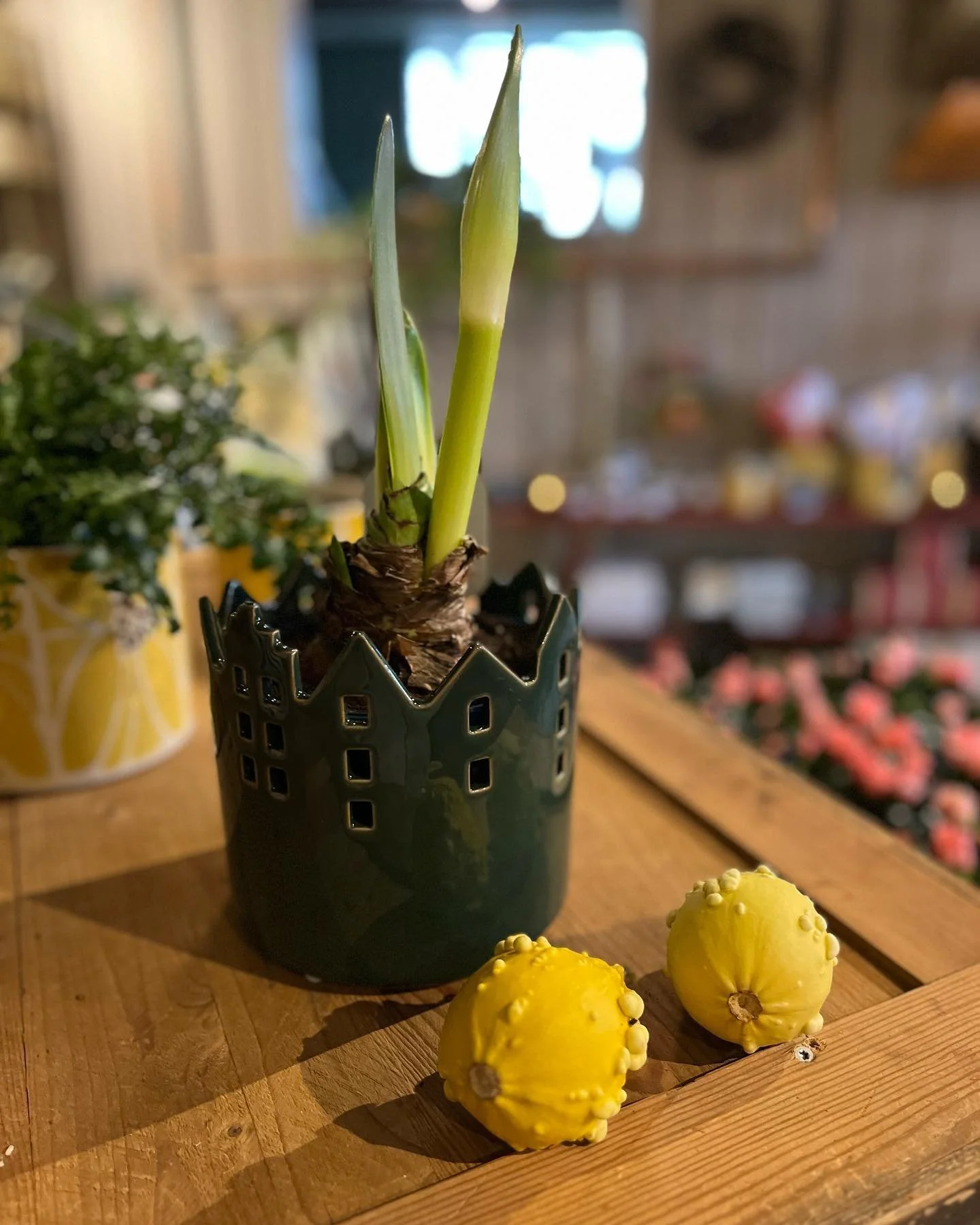 Fars dag lurar runt knuten! P&aring; s&ouml;ndag firar vi alla pappor och p&aring; Rotens finns s&aring;klart sm&aring;tt och gott i presentv&auml;g. Alltifr&aring;n smarriga tryfflar till fina amaryllisar, sittunderlag f&ouml;r skogsturen eller en R