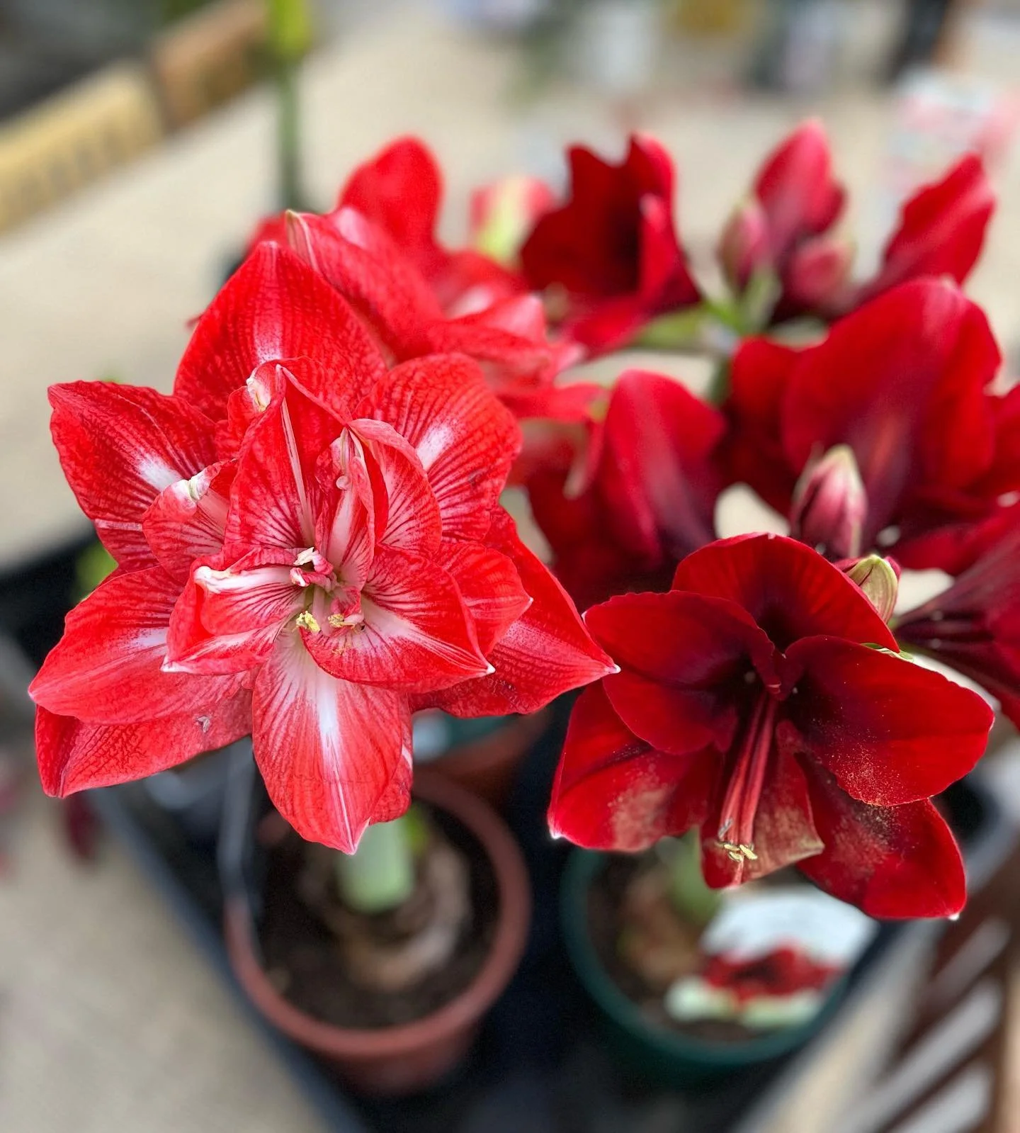 Idag &auml;r det amaryllisens dag! Nu &auml;r en optimal tid att k&ouml;pa amaryllisen f&ouml;r att f&aring; den att blomma lagom till jul. Det finns en rad olika sorter och f&auml;rger att v&auml;lja p&aring; hos oss! Mini, standard, exklusiva sorte