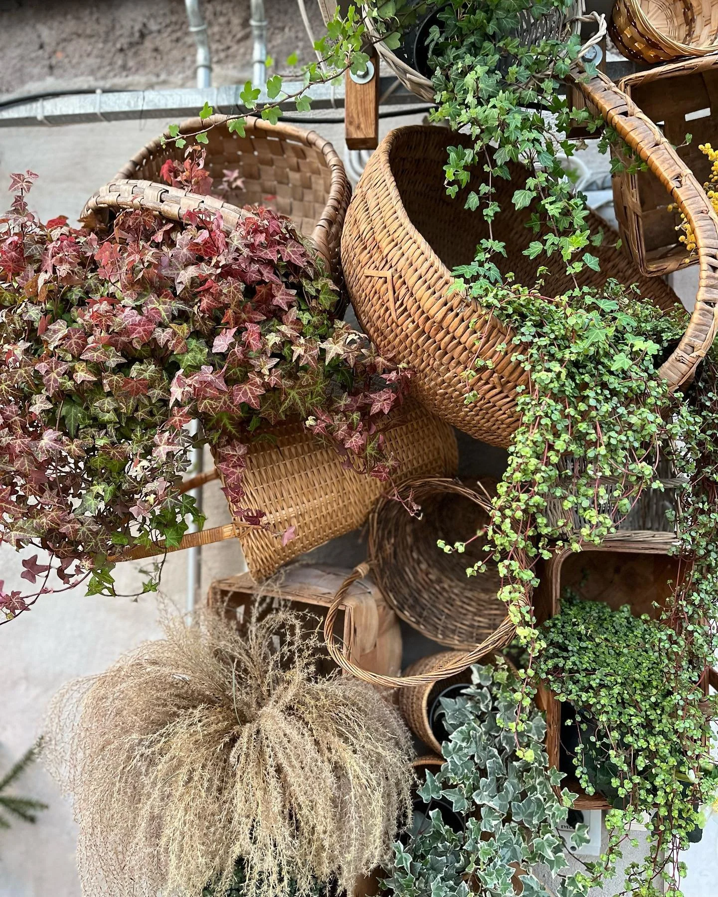 Fram till jul kan ni fika i v&aring;rt v&auml;xthus! H&auml;r sitter man numera omgiven av julblommor, gr&ouml;nska och dekorationer som vi hoppas ska inspirera inf&ouml;r jul. Gl&ouml;gg, hembakta saffransbullar, julkakor och andra varma och kalla d