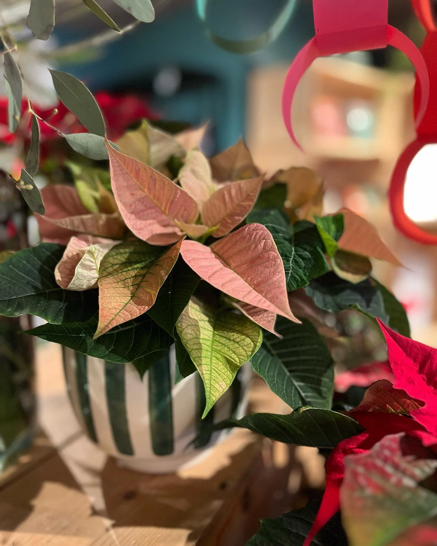 Julstj&auml;rnan! Enkelt s&auml;tt att f&aring; in f&auml;rg och julk&auml;nsla i rummet. Det &auml;r skillnad p&aring; stj&auml;rnor och stj&auml;rnor och dom vi har &auml;r odlade hos @torsangshandelstradgard i Borl&auml;nge och av riktigt bra kval