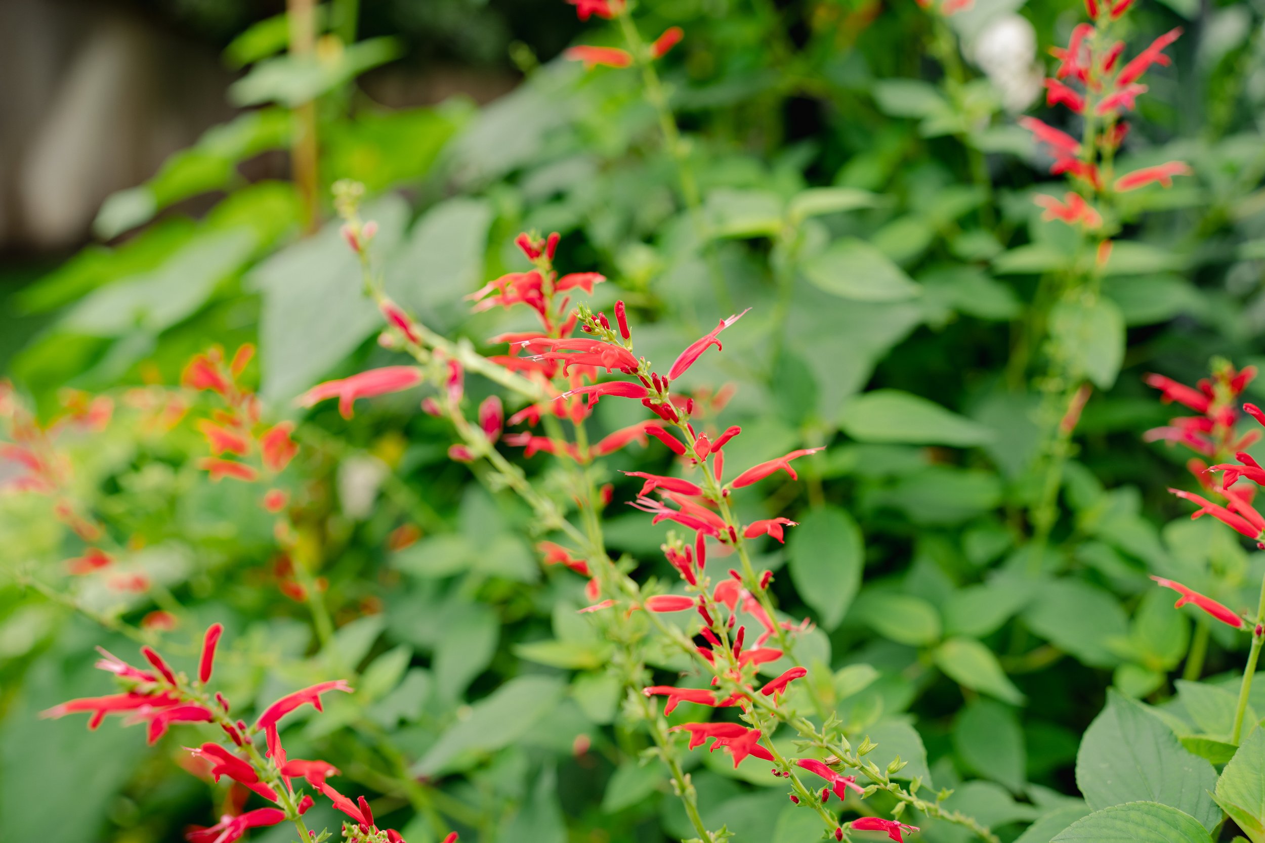 Pineapple Sage