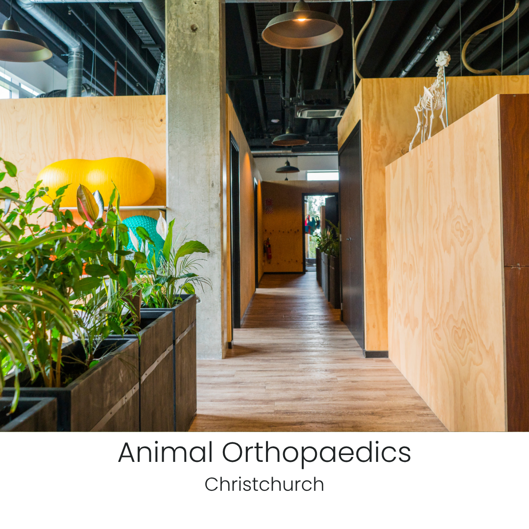 Animal Orthopaedics Thumbnail.png