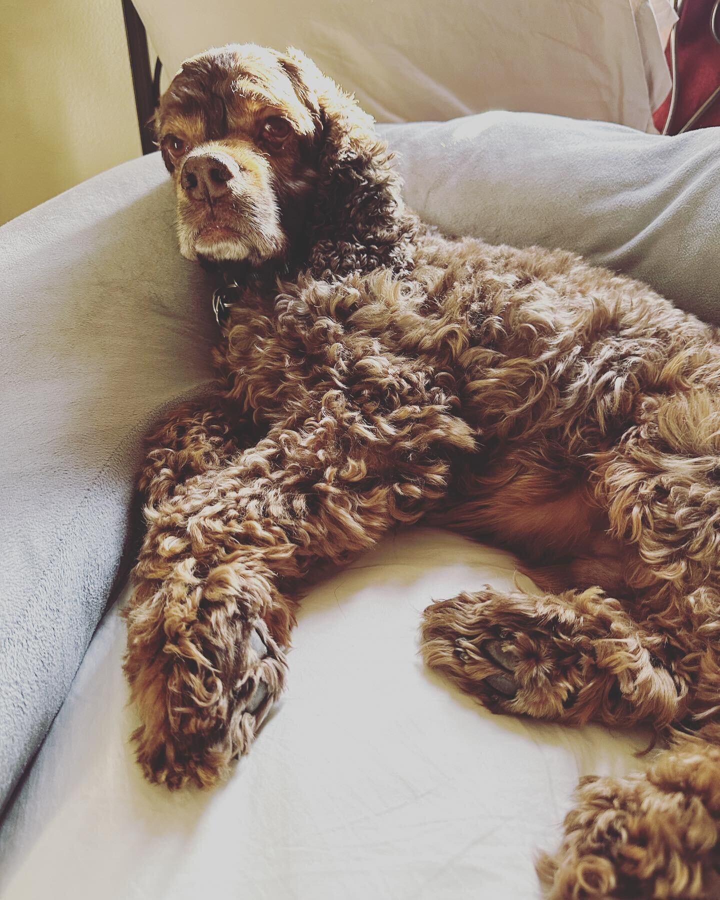 🐶 Charles thinks the pregnancy pillow is a dog bed. 

📍New Orleans, LA

🌎 Come along the journey by following @wander.onwheels &amp; @wander.onwings 

 #rvlife #rvlifeisthelifeforme #orpheus #unframednola #lesbontempsrouler #neworleans #rvlifewith