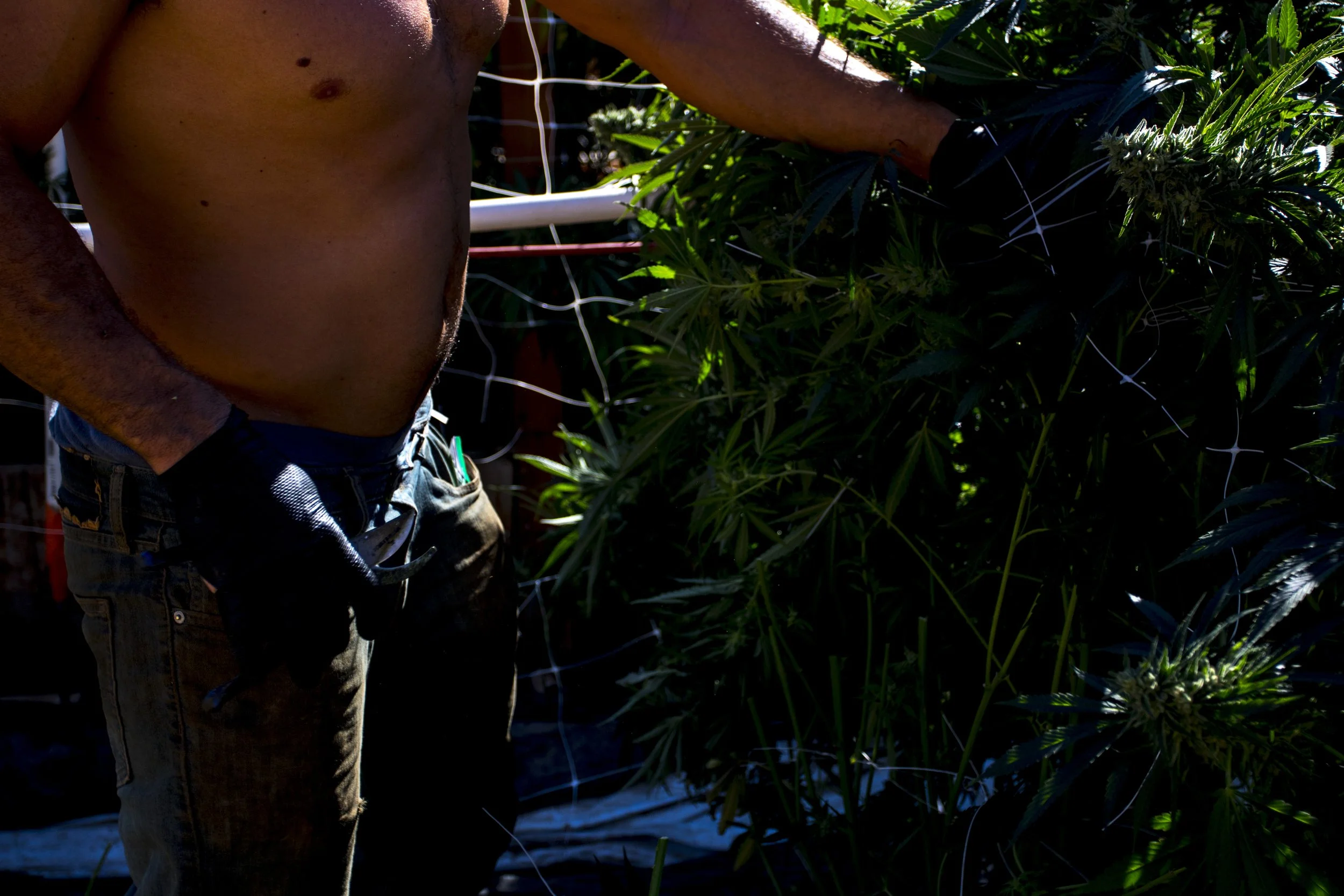 Jonah body Harvest.jpg