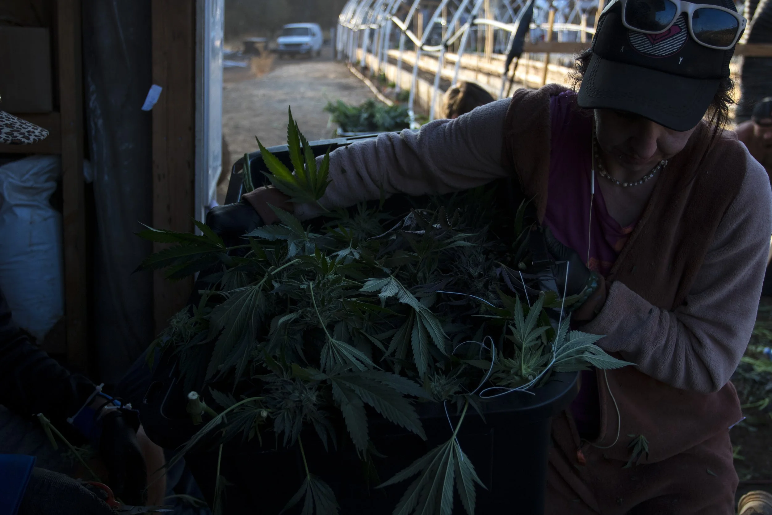 The Hundredth Tote.jpg