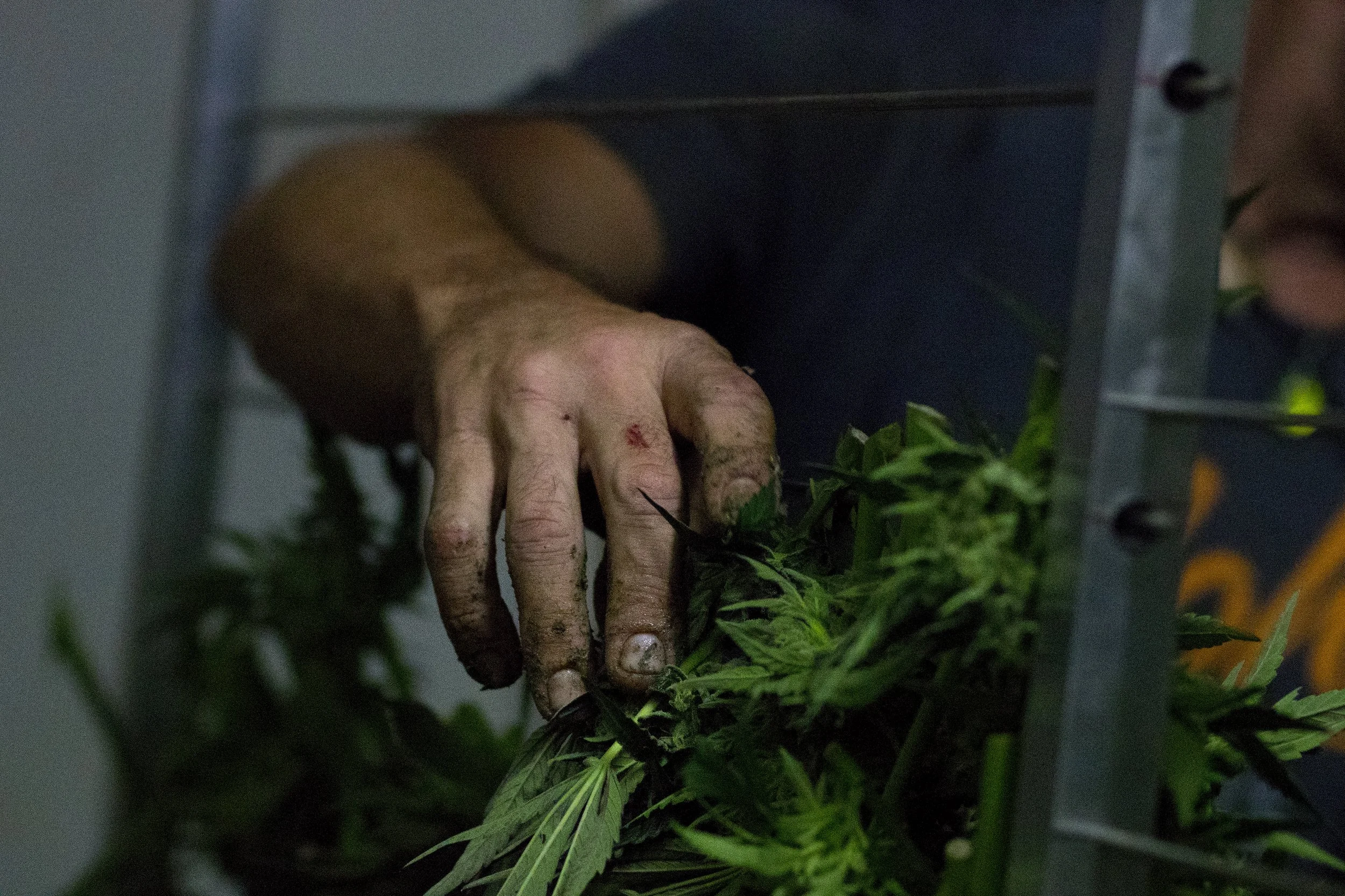 Book Chris Hand Hanging.jpg