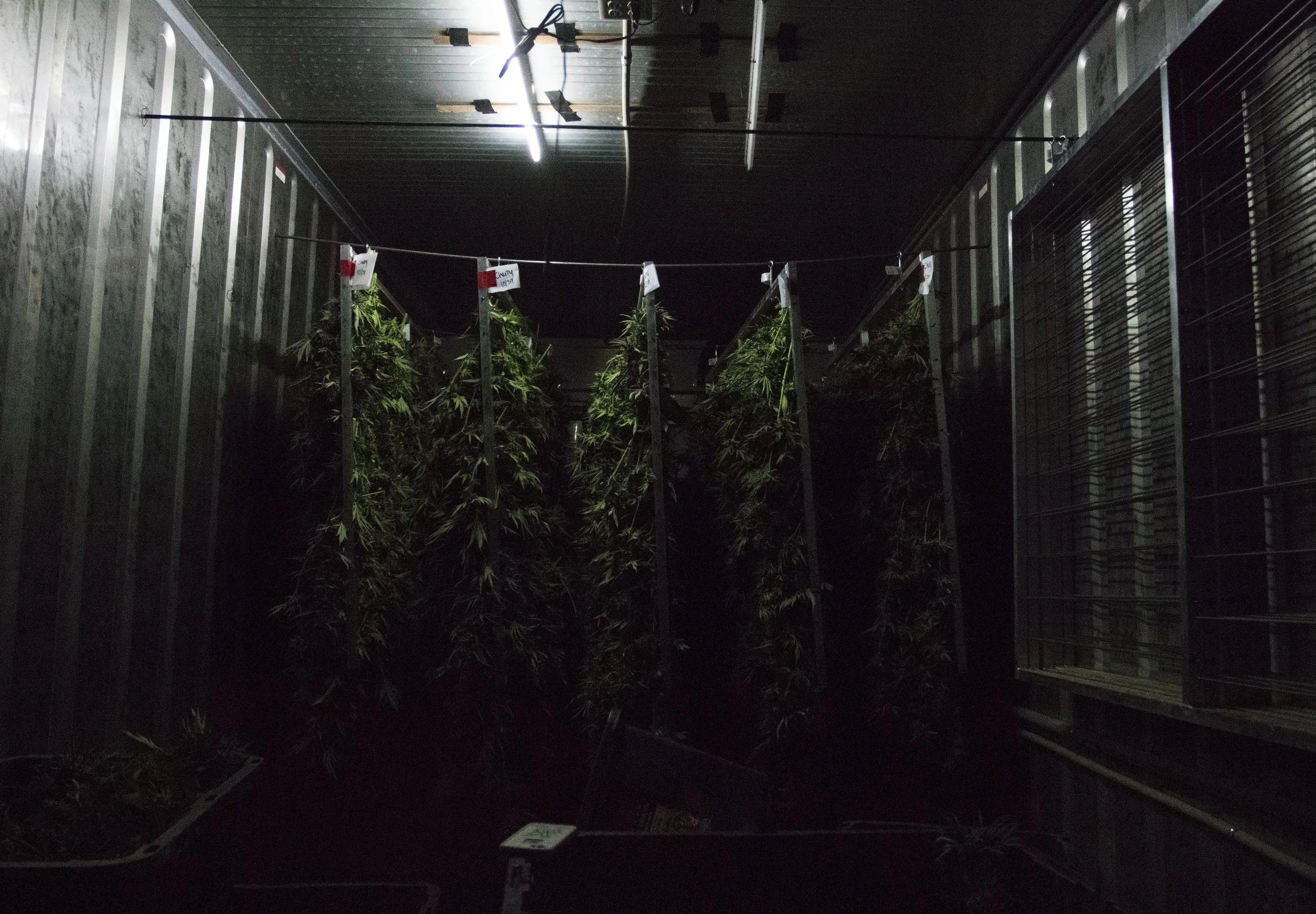 The Hanging Room.jpg