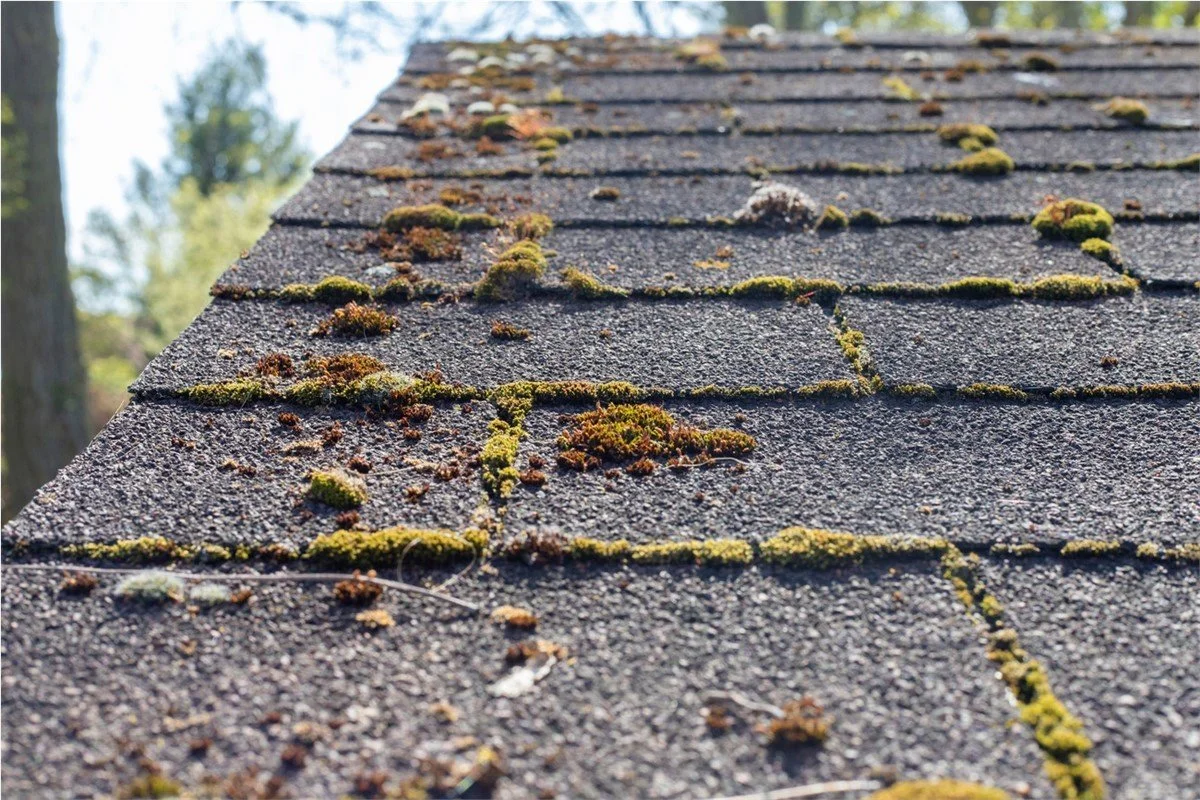 Moss/Algae Roof