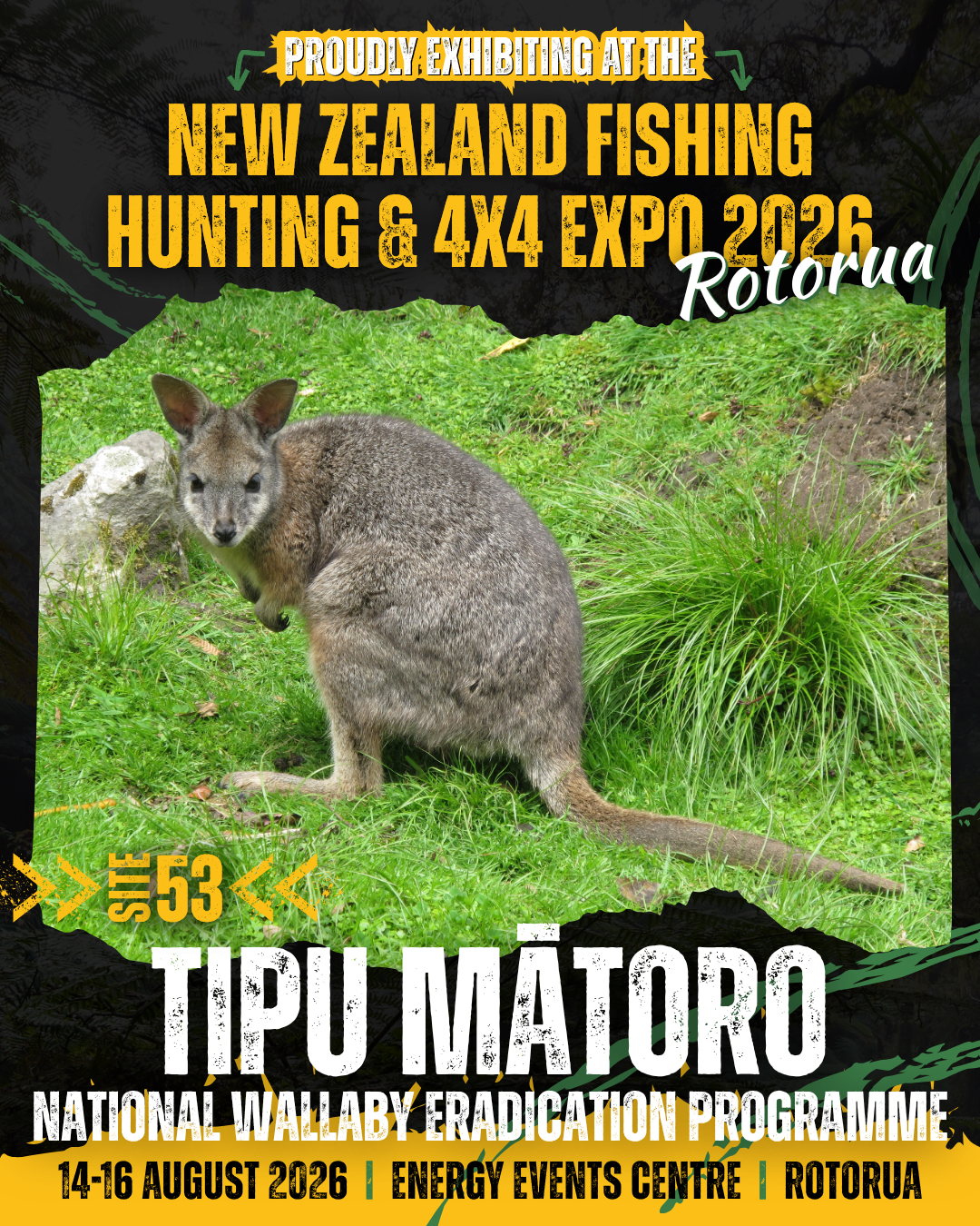 Tipu Mātoro National Wallaby Eradication Programme | Join the Effort ...
