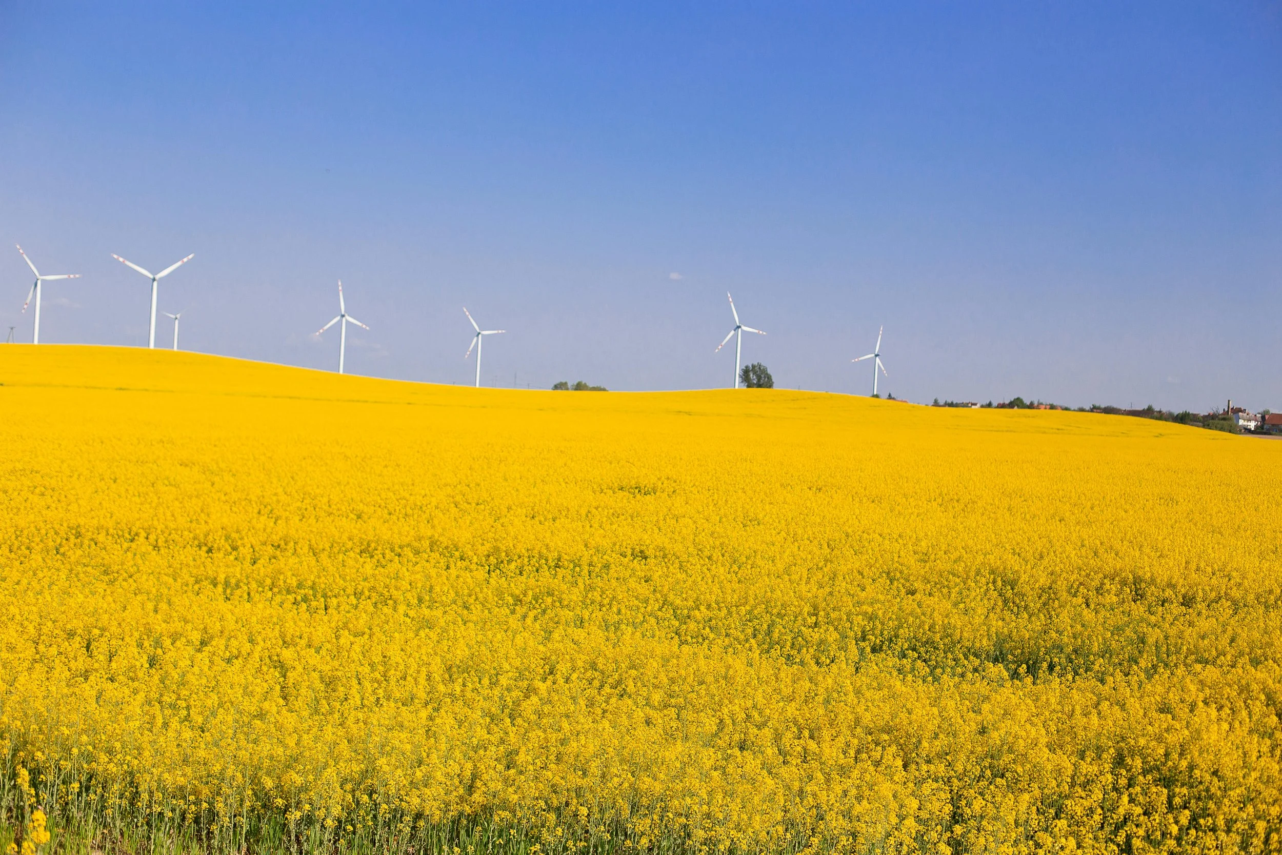 Local Content as a Risk Mitigation Strategy for Major Projects