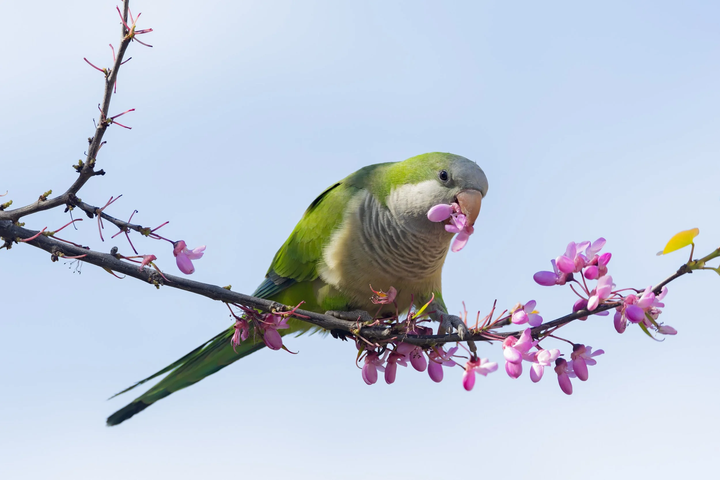 "Invader", Monk Parakeet, Valencia, Spain