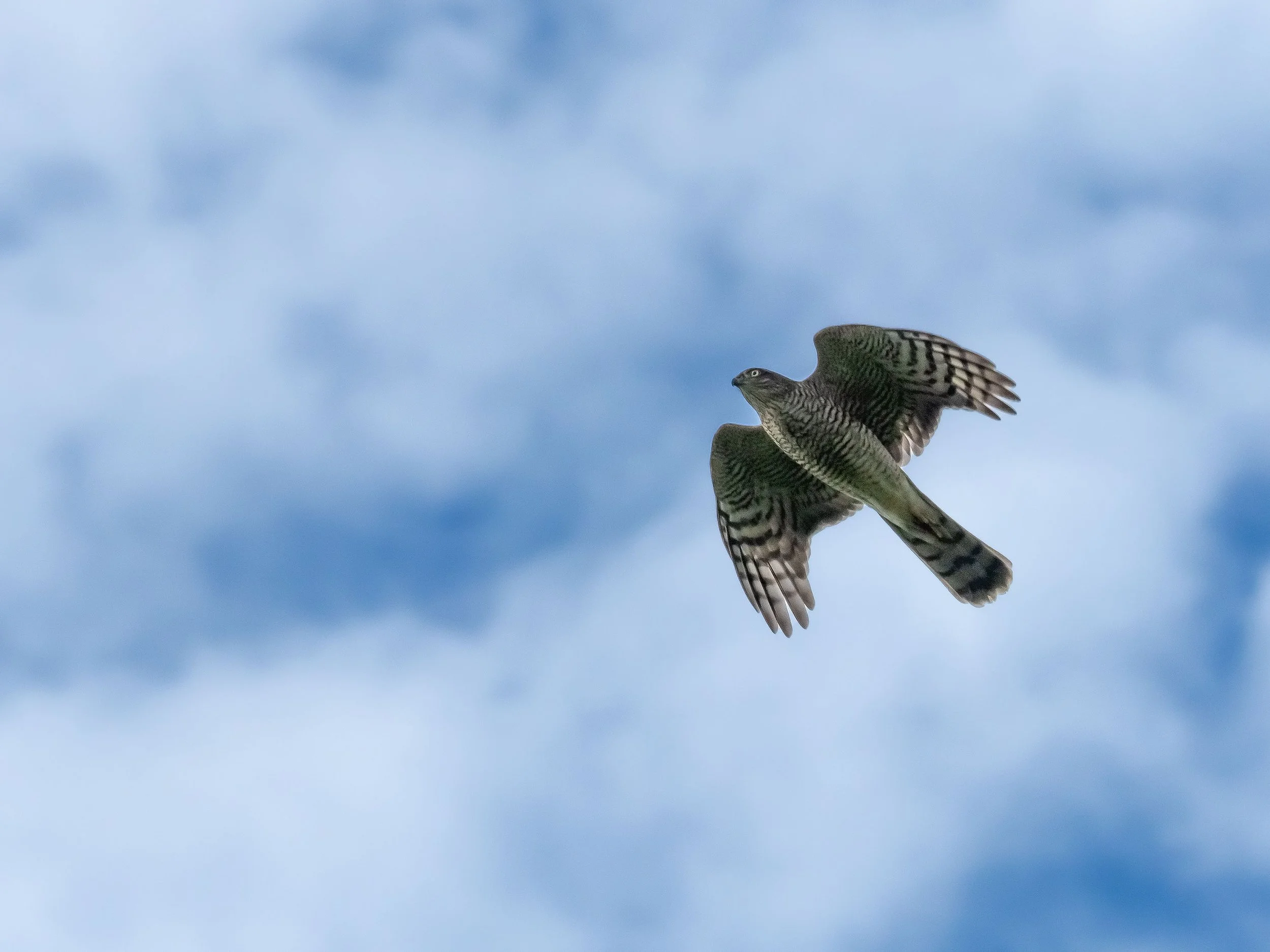 "Raider", Sparrowhawk, Cork, Ireland