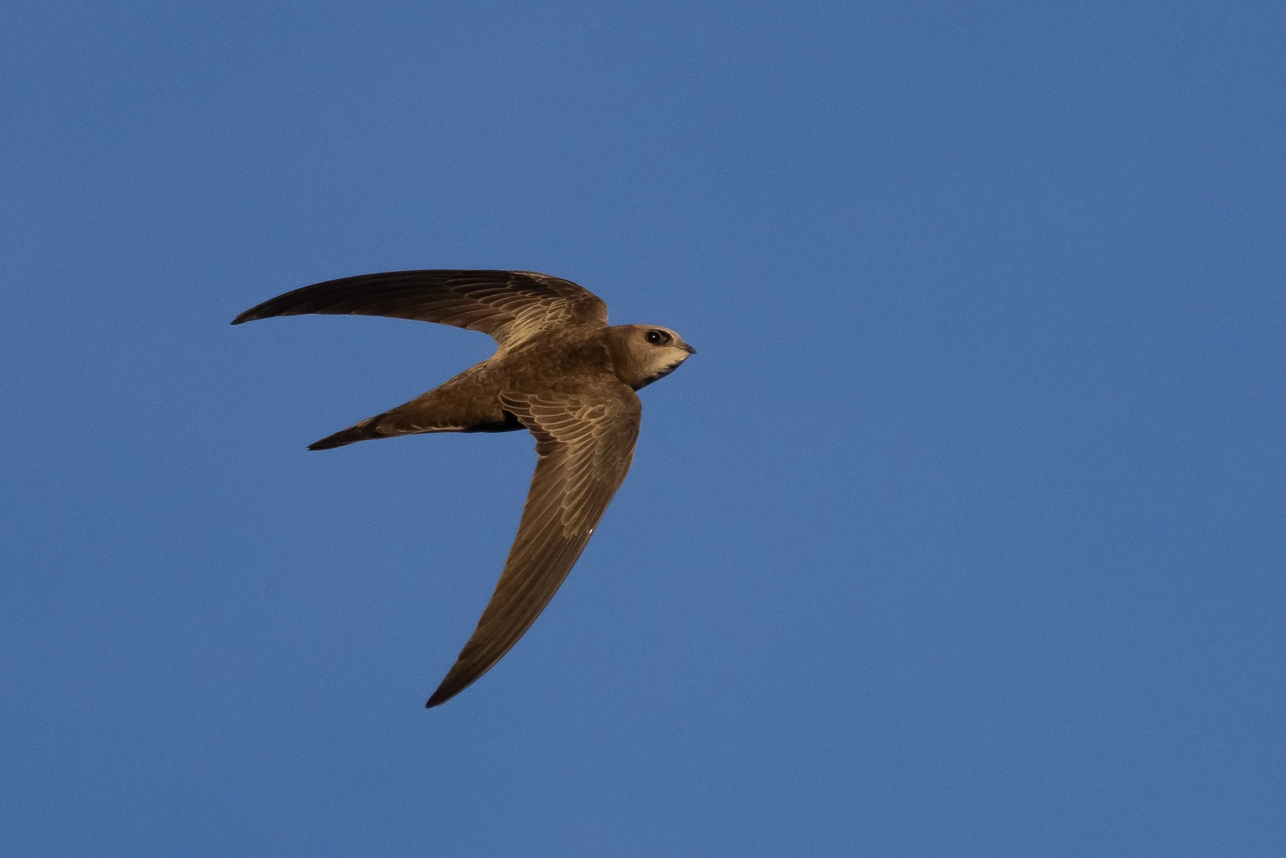 "Sickle", Pallid Swift, Pego, Spain