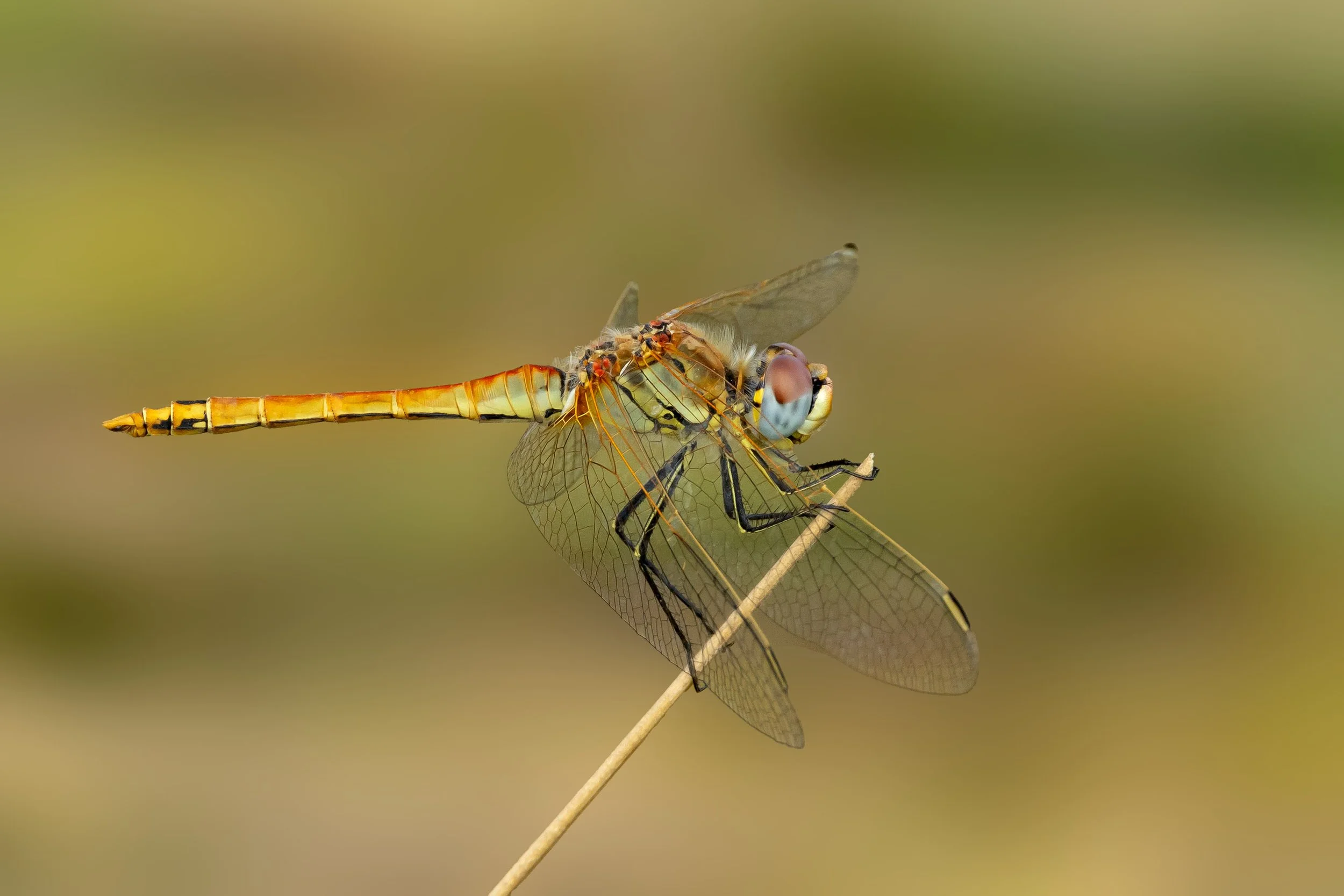 "The Nomad", Red-veined Darter, Cork , Ireland