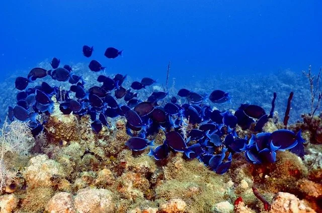 IMG_2994.jpg