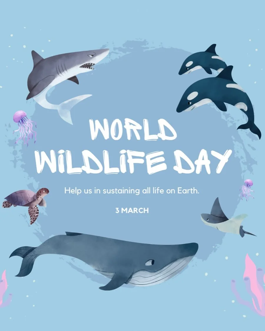 Today is World Wildlife Day! We love the ocean and all its critters!

Learn more about how you can do your part to help with sustainability and conservation through our PADI Project AWARE and SSI Ecology courses.

Email dive@scubashackusa.com for det