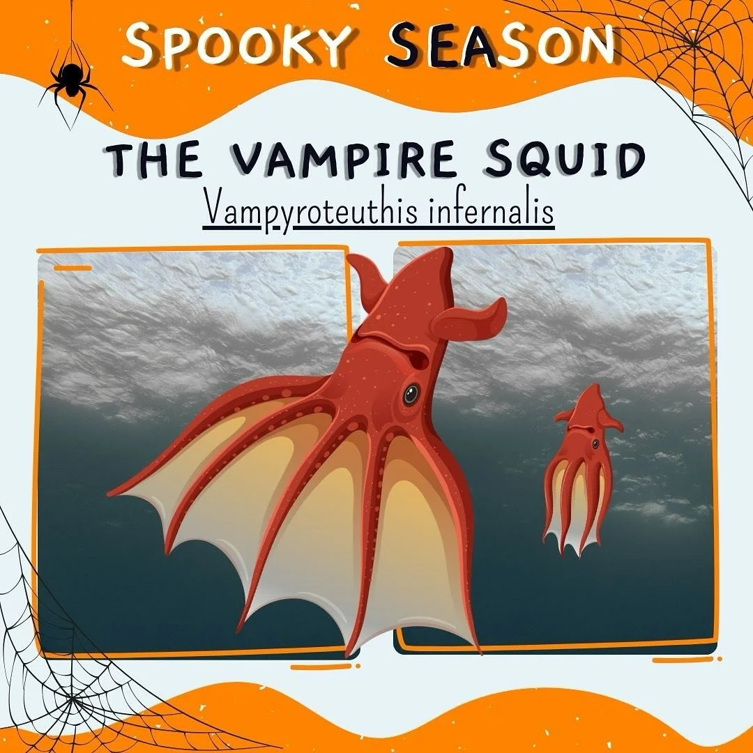 Happy Spooky SEAson from the Scuba Shack team! This week&rsquo;s spooky creature is the vampire squid. For more information on these critters visit the PADI and SSI blog websites! #spooky #halloween #scubashackusa