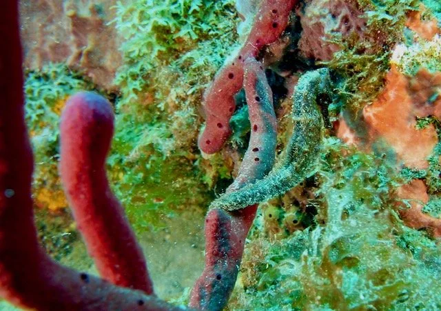 IMG_2526.jpg