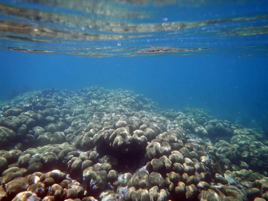 Image of coral