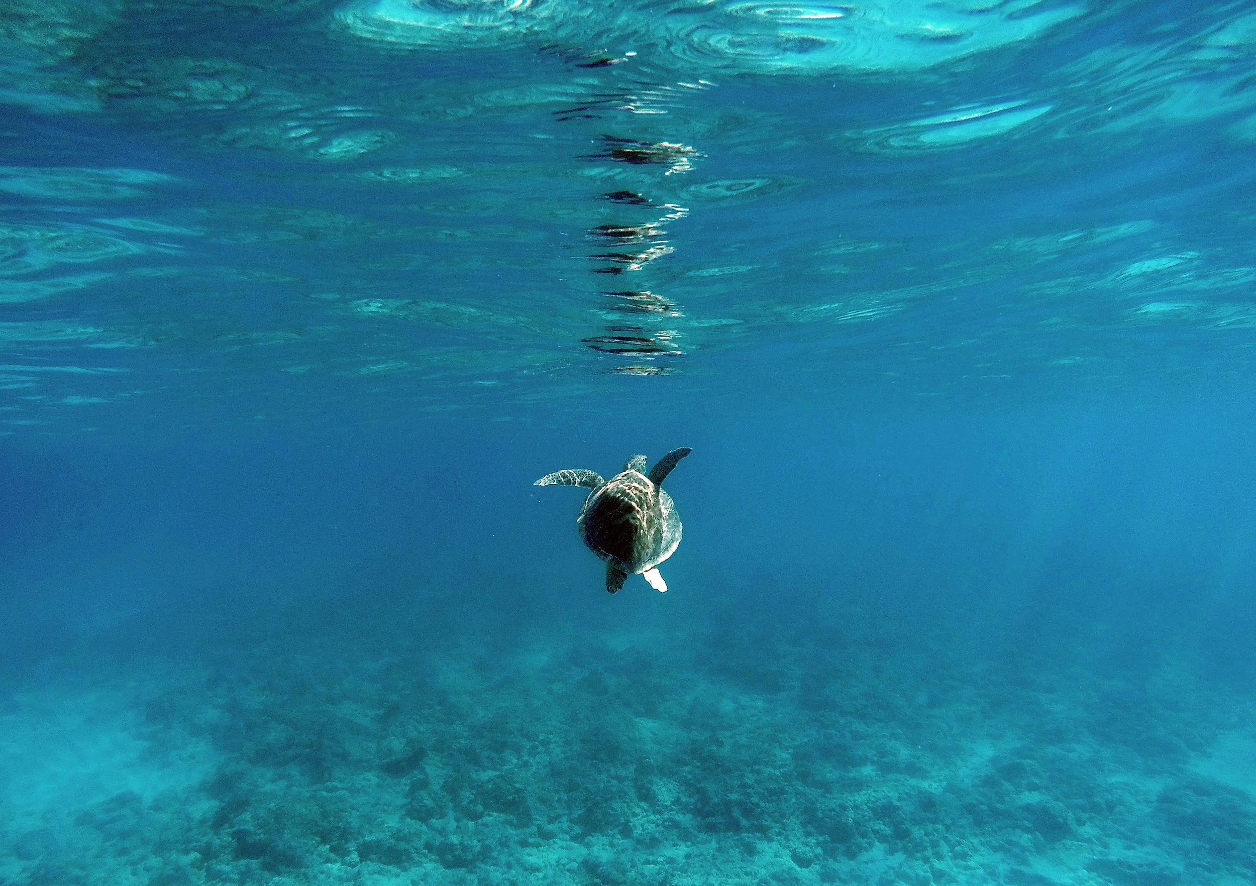 Sea turtle swimming in the ocean