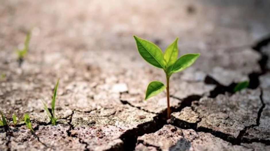 Recharge &amp; Rise: Resiliency Workshop