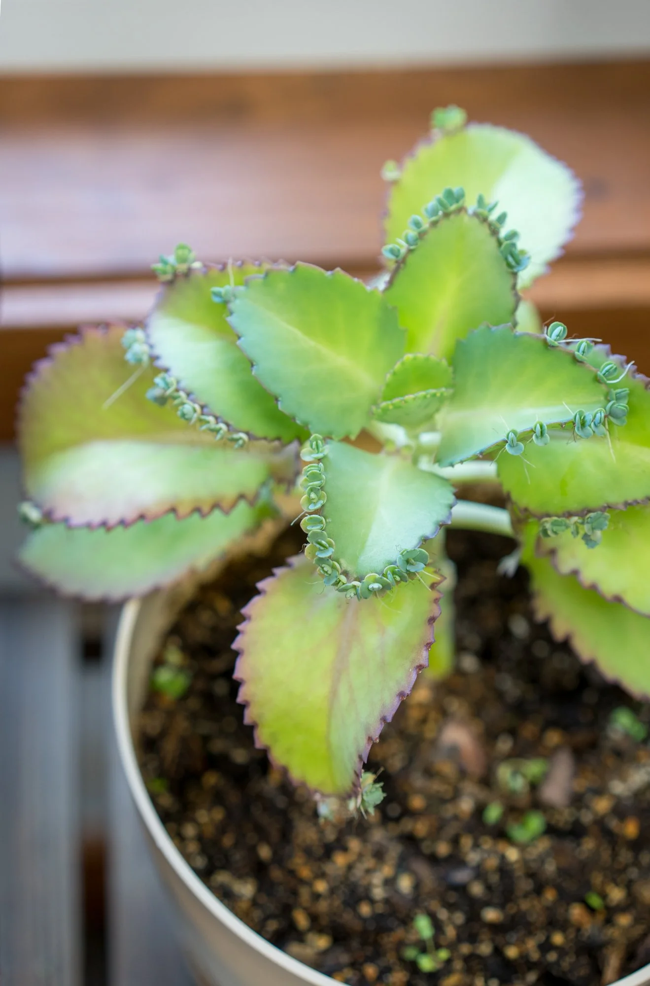Plant Your Intentions: A Self-Care Plant Workshop