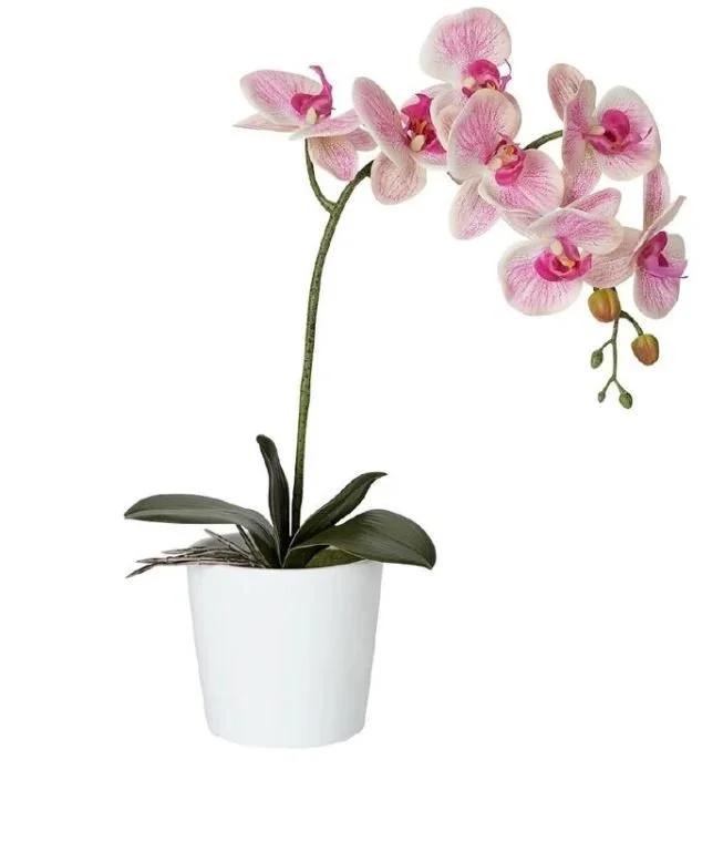 A stunning orchid plant in a ceremic pot available for same day delivery levin.