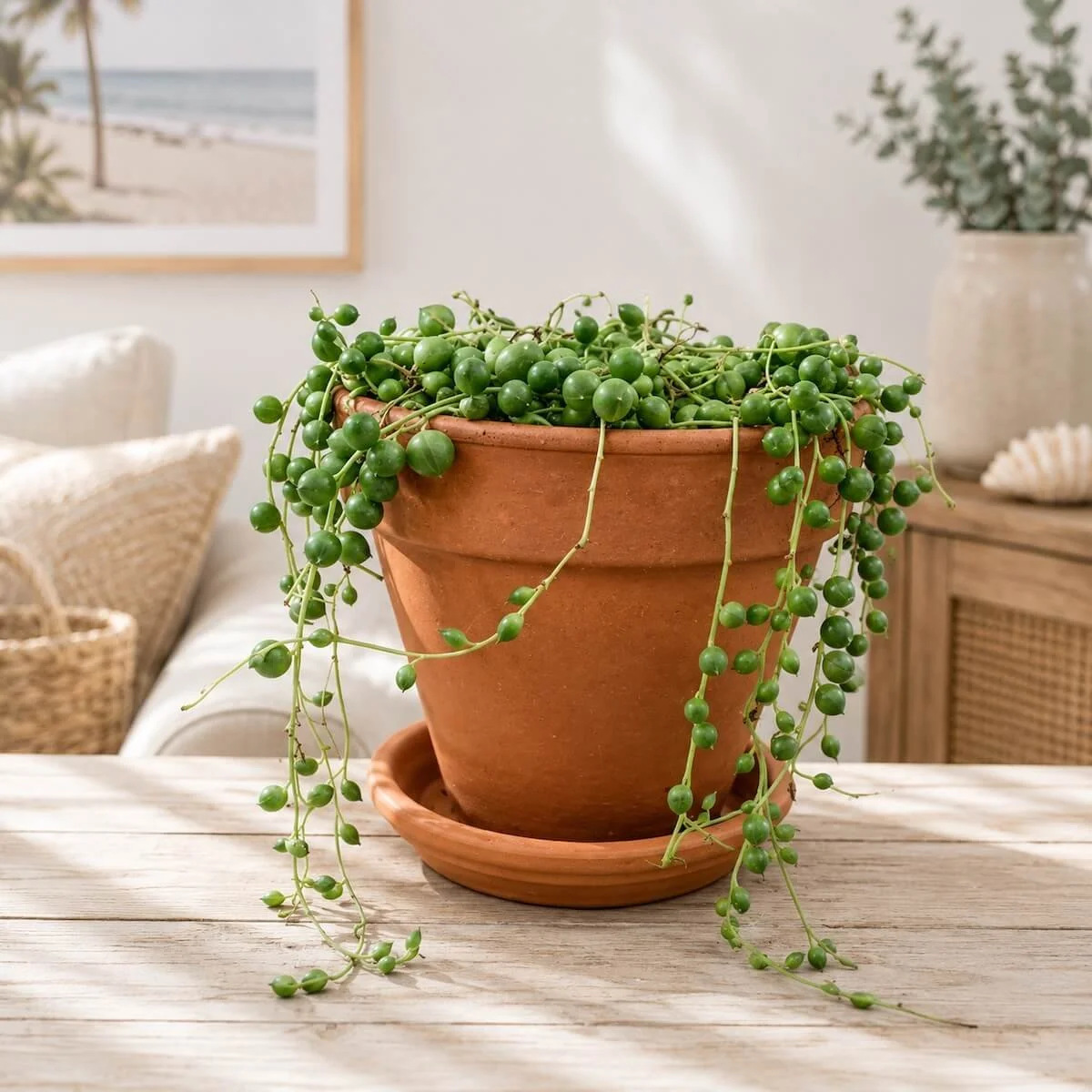 String of Pearls Plant in terracotta pot with trailing bead-like leaves, easy-care succulent vine, ideal indoor gift for home or office.