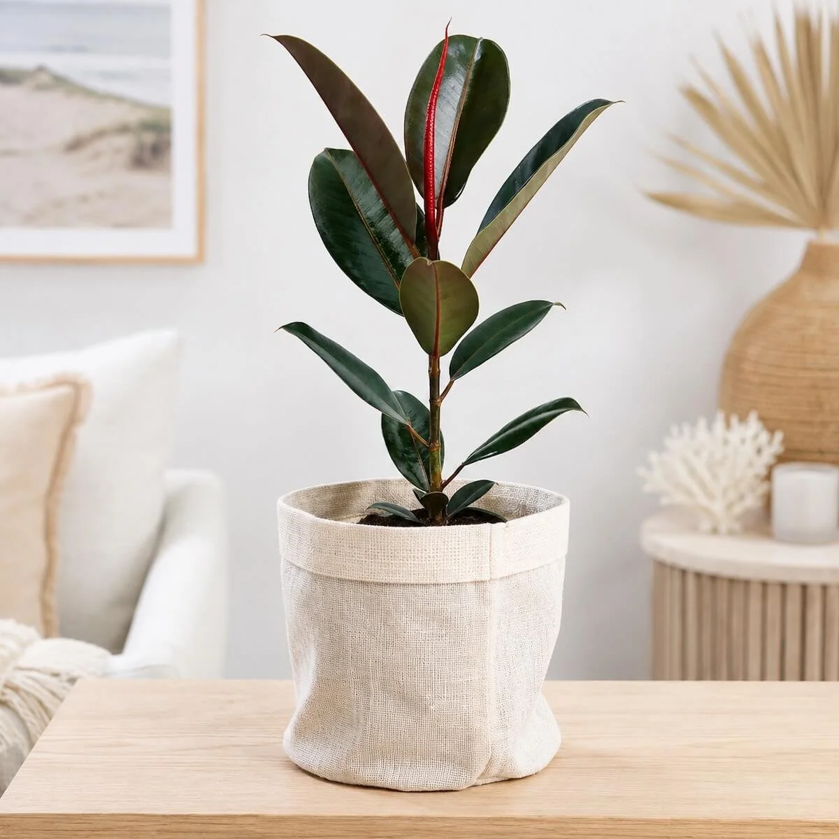 Ficus Plant in terracotta pot with glossy dark green leaves, elegant indoor tree ideal for housewarming gifts or home décor, easy-care indoor plant.
