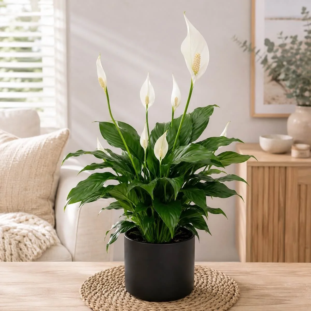 Elegant Peace lily Gift