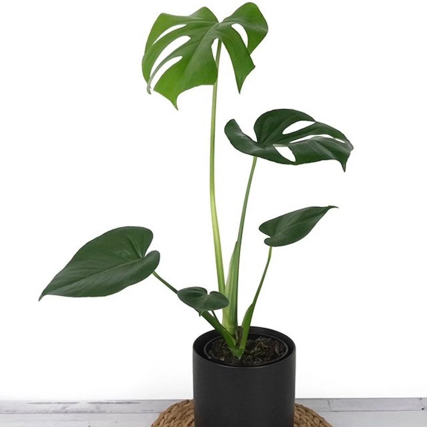 Healthy Monstera houseplant in a decorative planter, available for delivery in Levin and surrounding areas.