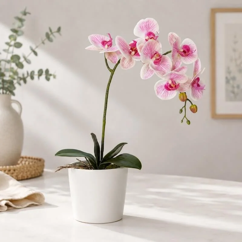 A stunning orchid plant in a ceremic pot available for same day delivery levin.