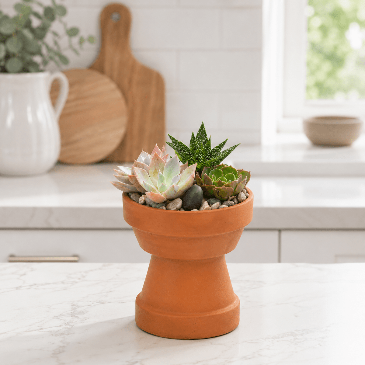 Succulent Garden Pot Gift with three assorted cactus and succulent plants in terracotta pot, easy-care indoor planter making a perfect addition to any home.